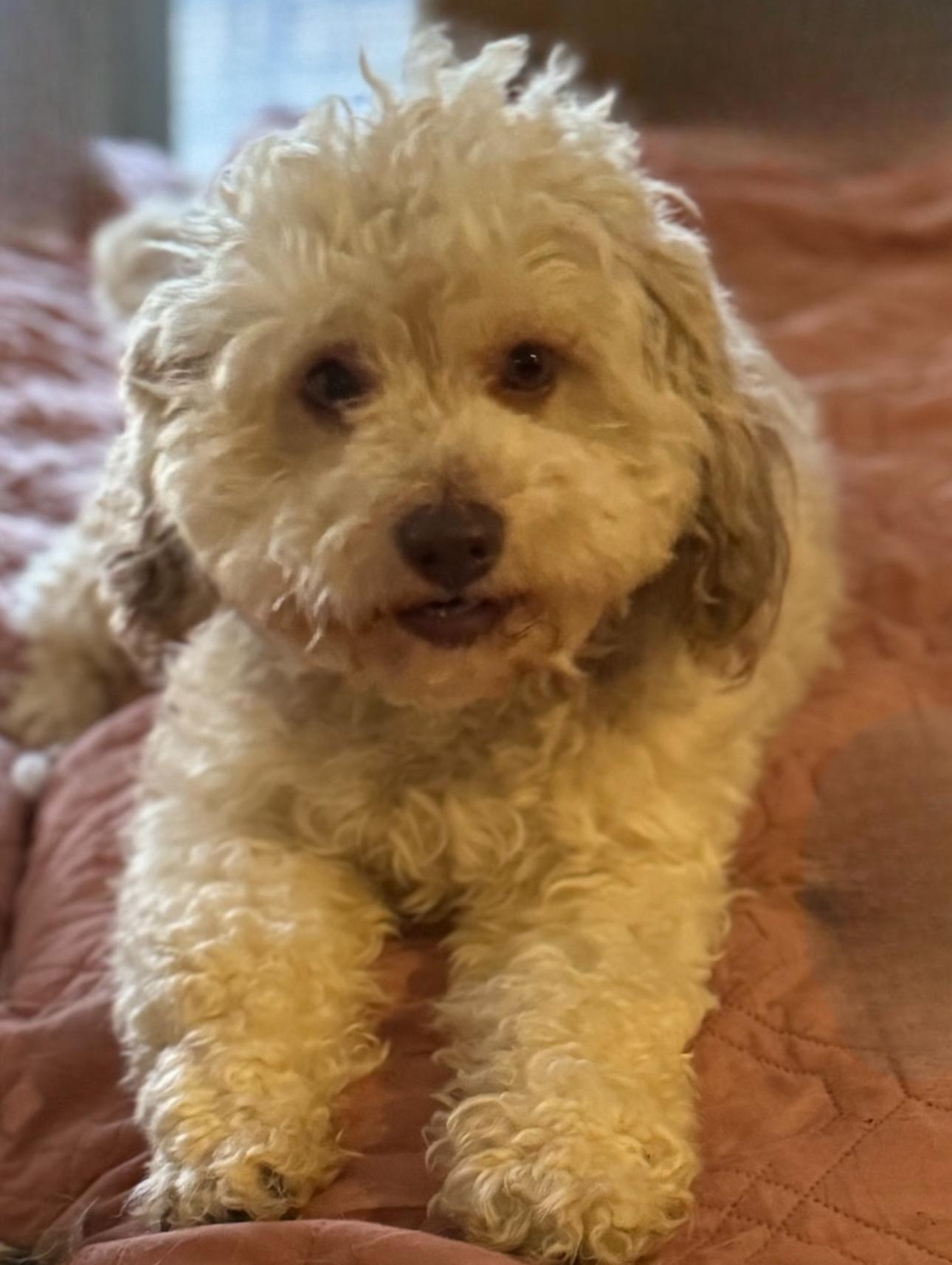 Enlarge April (bonded with Fritzi), a Adoptable mixed breed in Los Angeles, CA image 1/5