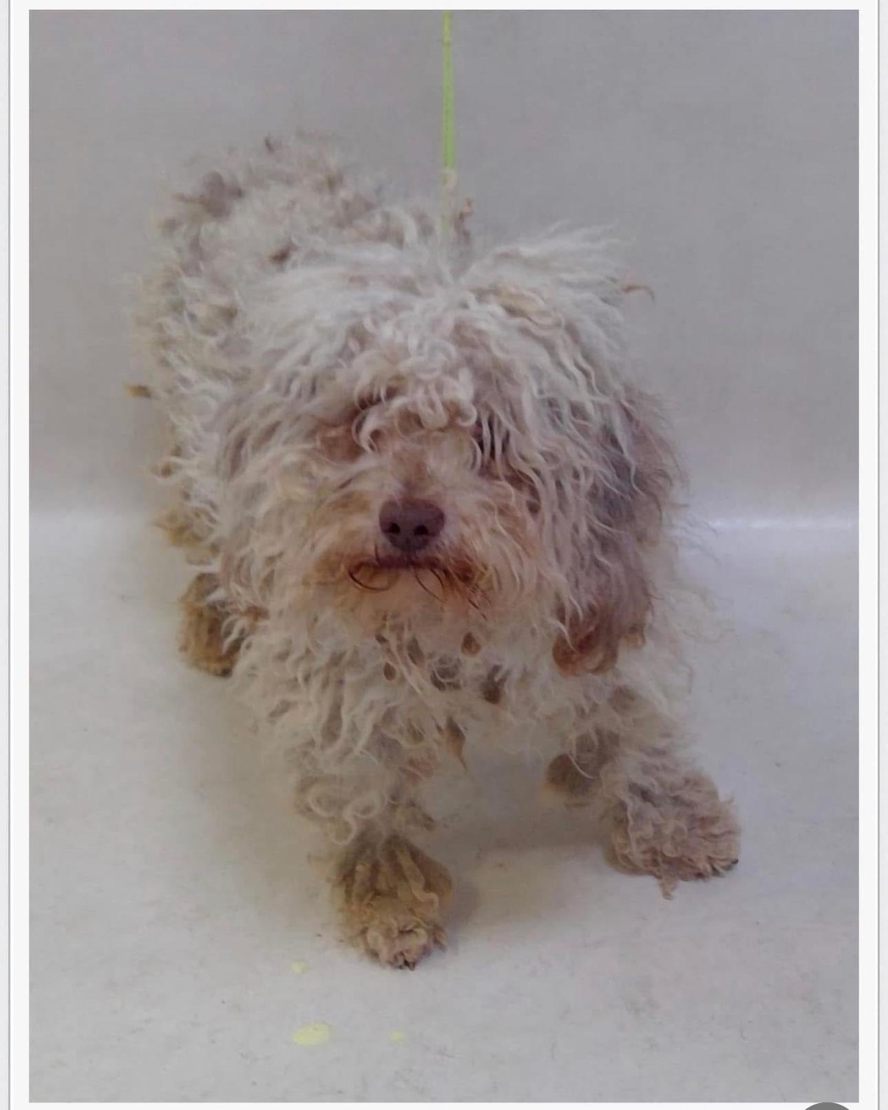 Enlarge April (bonded with Fritzi), a Adoptable mixed breed in Los Angeles, CA image 5/5