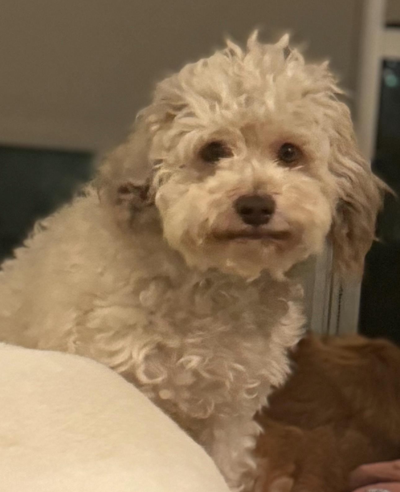 Enlarge April (bonded with Fritzi), a Adoptable mixed breed in Los Angeles, CA image 2/5