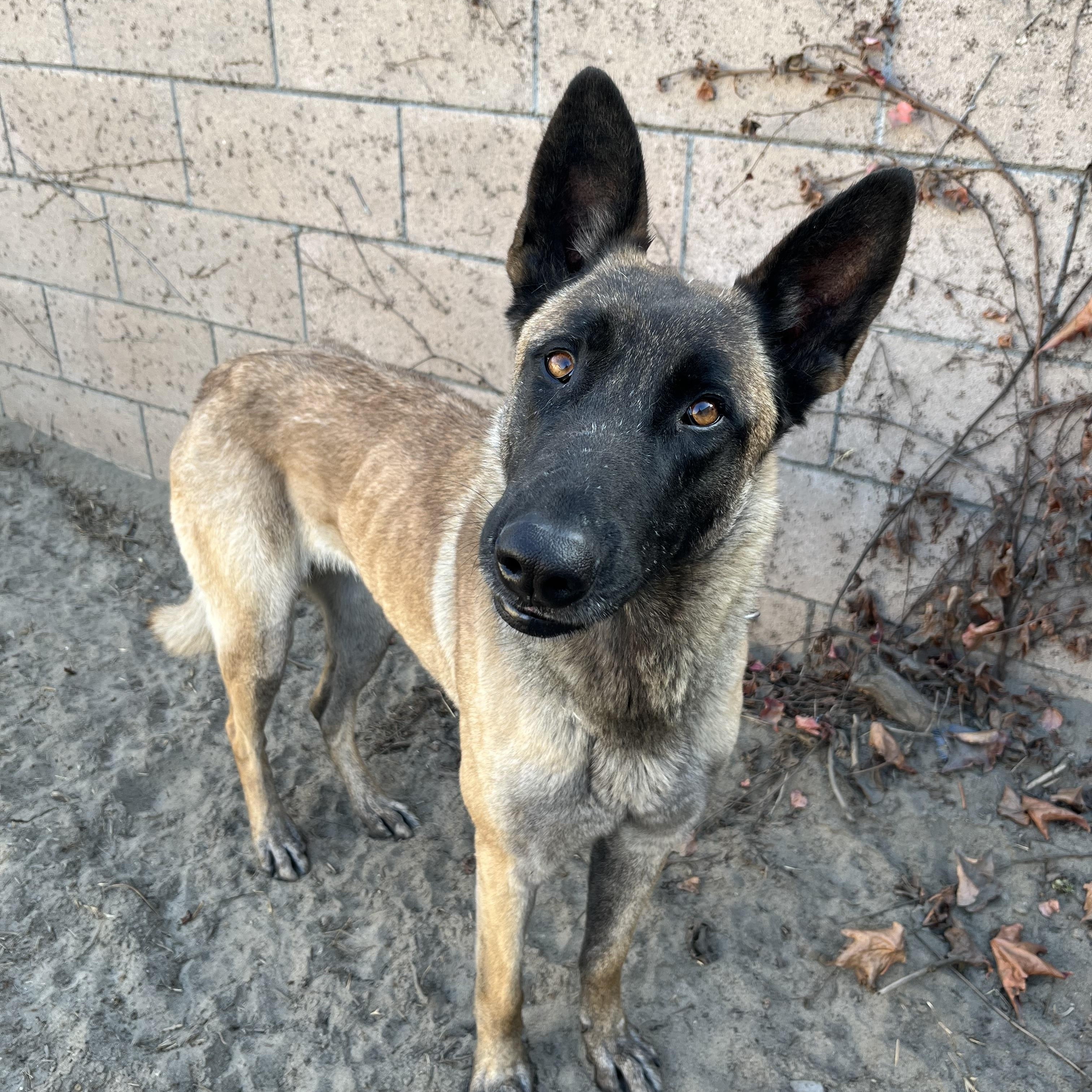 Stella, Adopted, Adult Female Belgian Shepherd / Malinois.