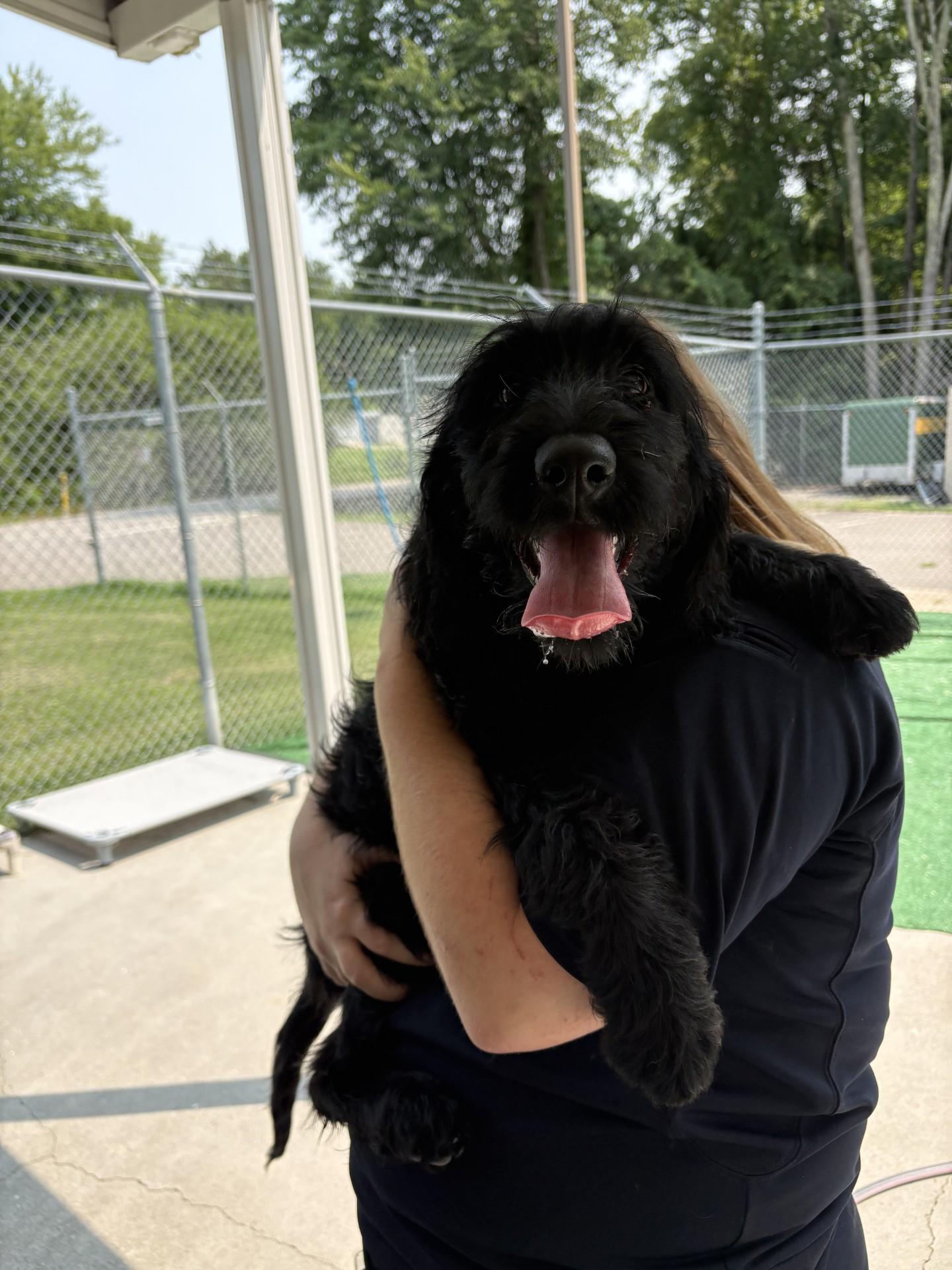 Violet, a ADOPTABLE Labradoodle in Ashland, VA image 1/2
