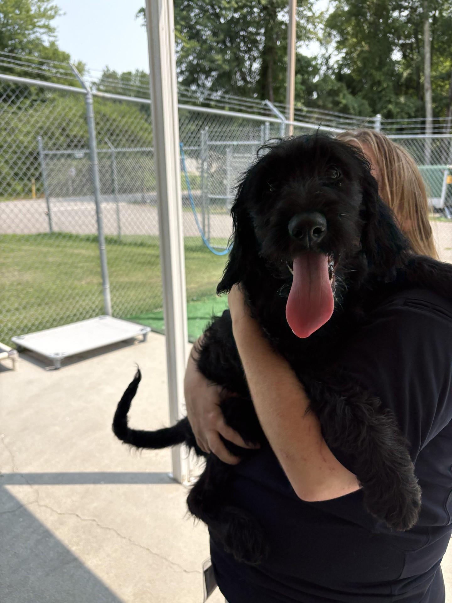 Violet, a ADOPTABLE Labradoodle in Ashland, VA image 2/2