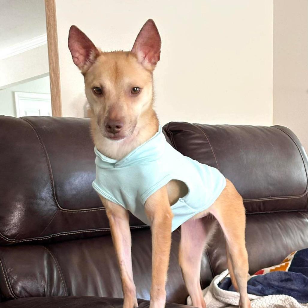 Penelope, a Adoptable mixed breed in Pearland, TX image 1/6