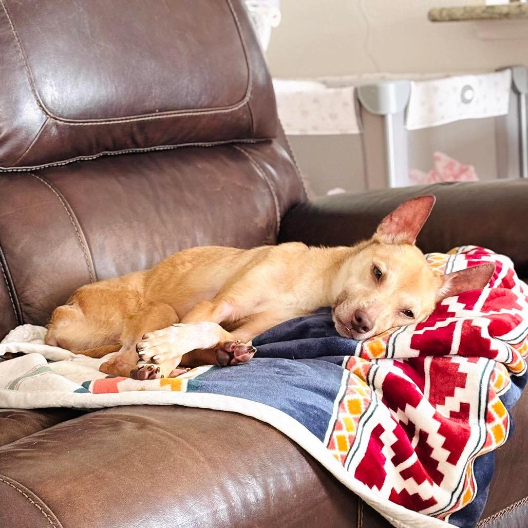 Penelope, a Adoptable mixed breed in Pearland, TX image 2/6