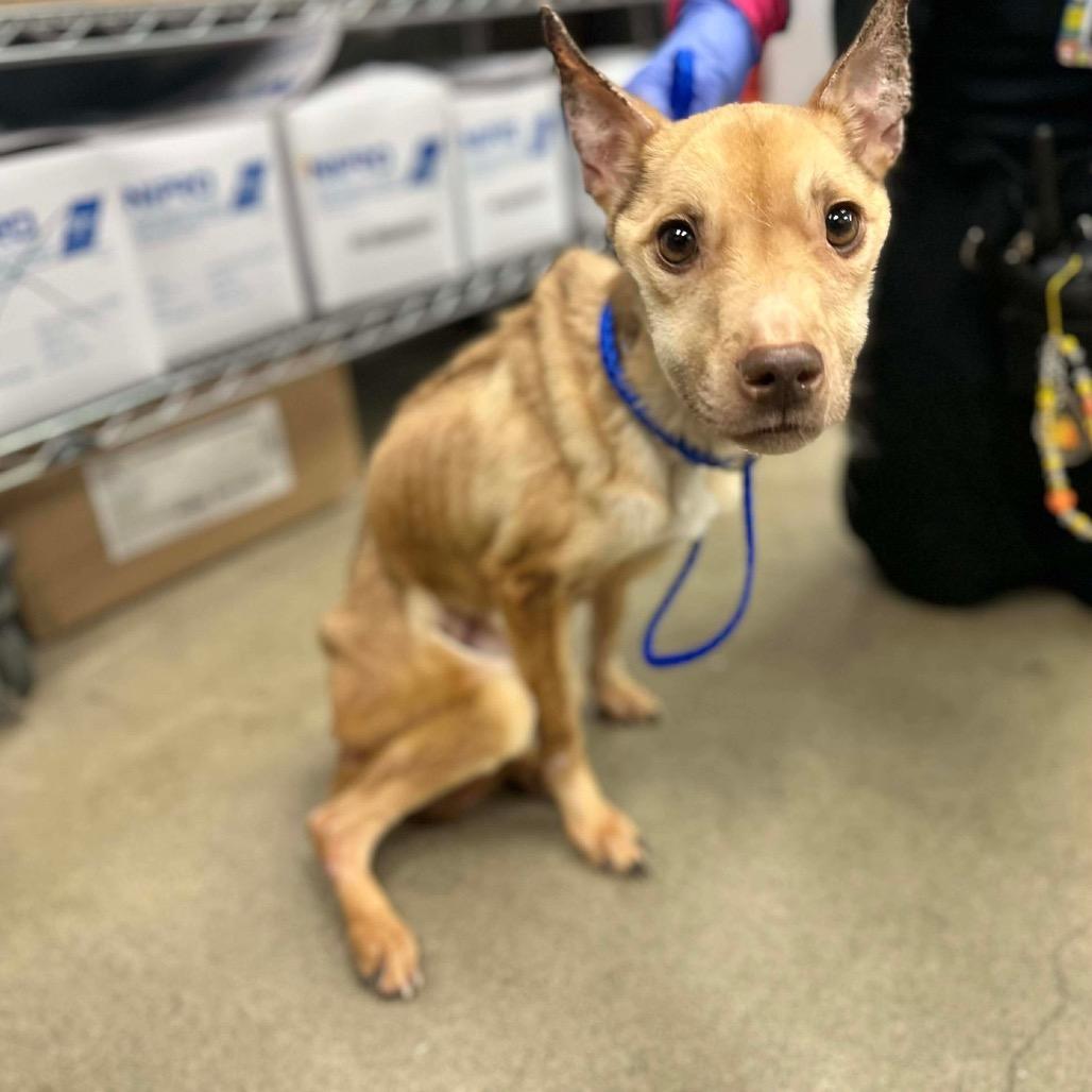 Penelope, a Adoptable mixed breed in Pearland, TX image 3/6