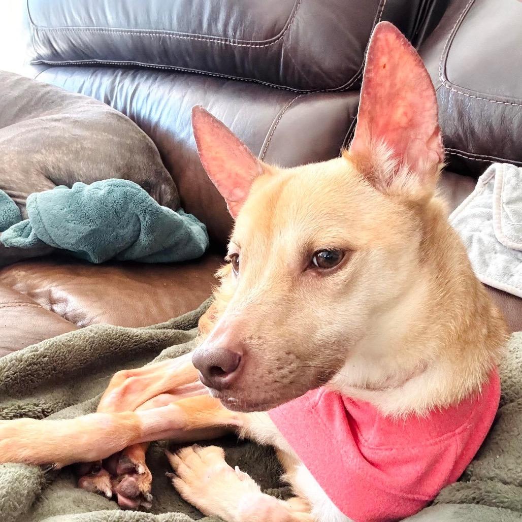 Penelope, a Adoptable mixed breed in Pearland, TX image 4/6