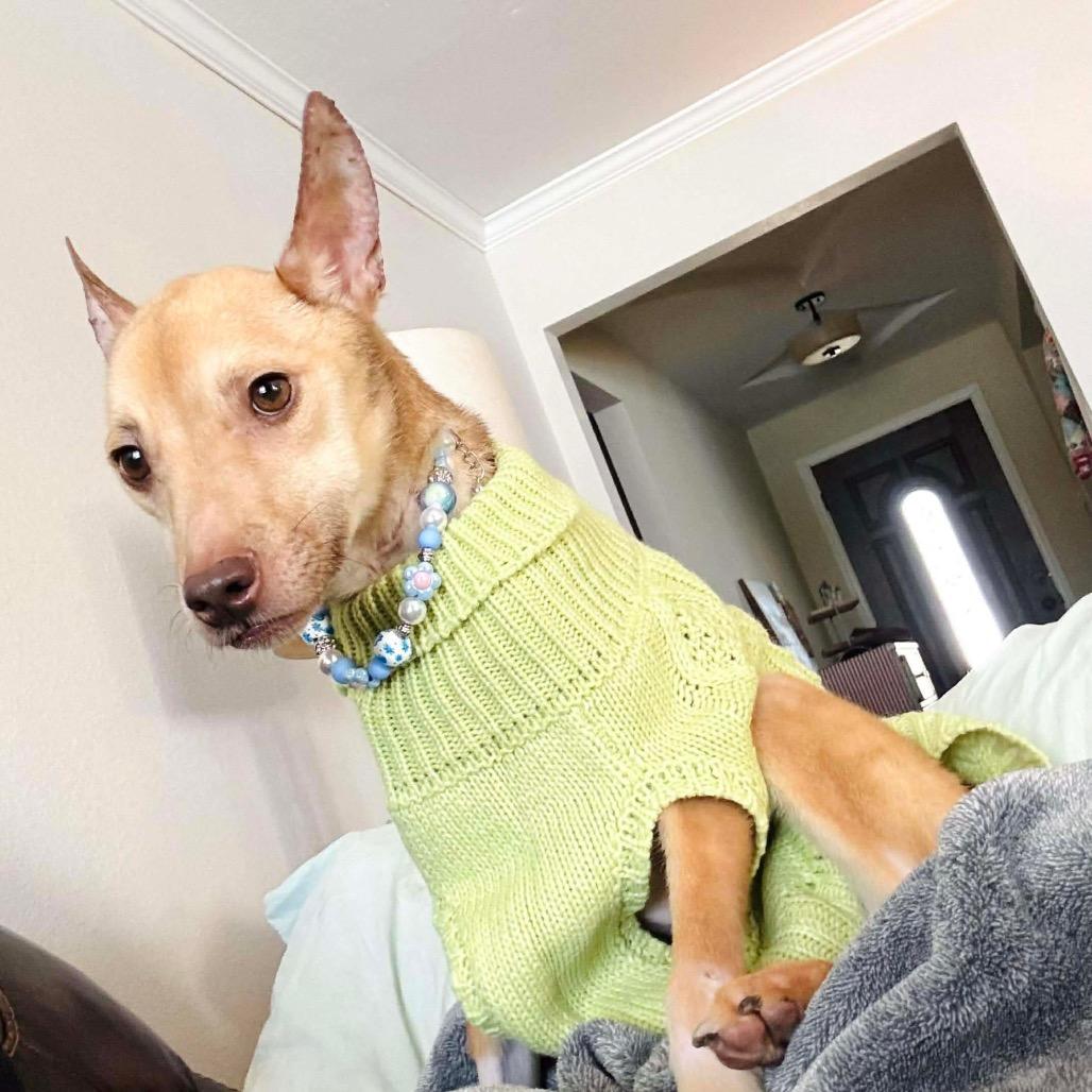 Penelope, a Adoptable mixed breed in Pearland, TX image 5/6