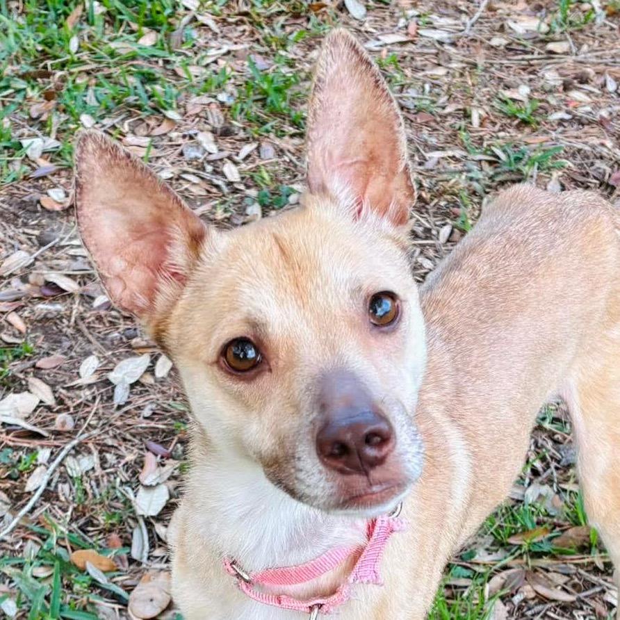 Penelope, a Adoptable mixed breed in Pearland, TX image 6/6