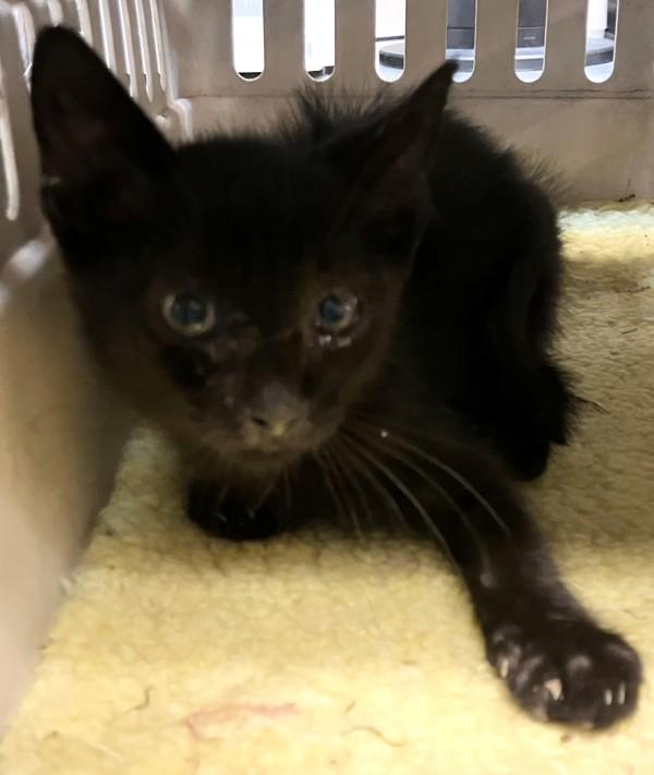 Mustard, Adoptable, Kitten Male Domestic Short Hair.