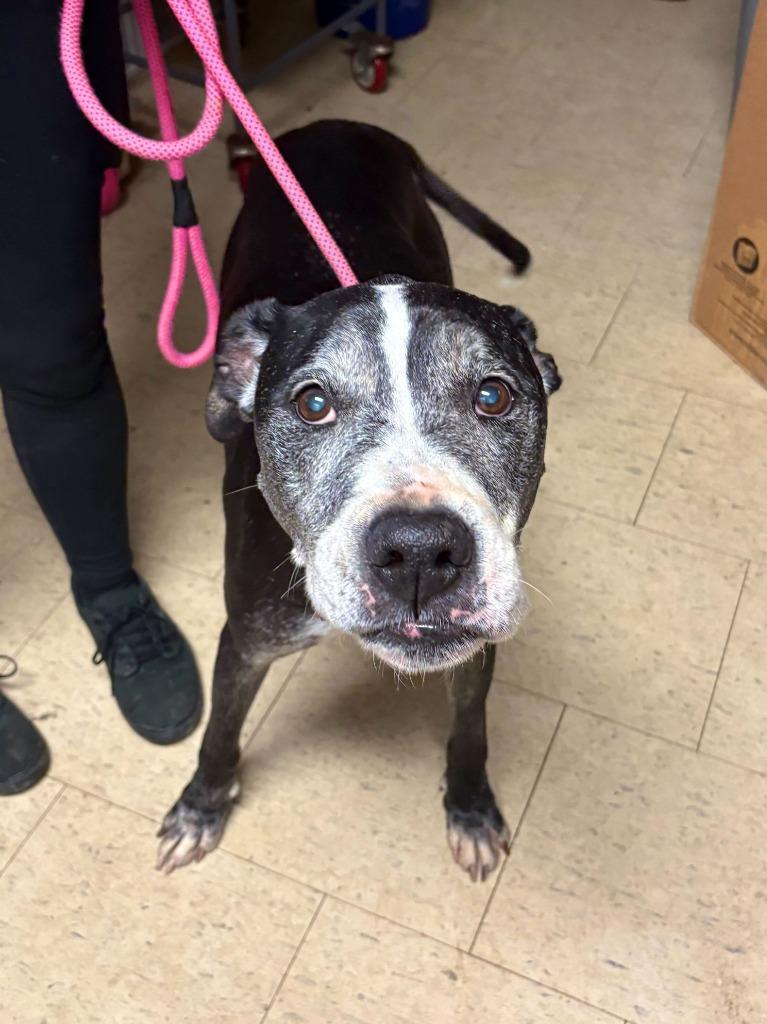 Mary Poppin, Adoptable, Senior Female Pit Bull Terrier & Mixed Breed.