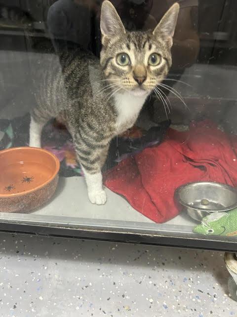 Enlarge Smith, a Adoptable Domestic Short Hair in Anoka, MN image 1/2