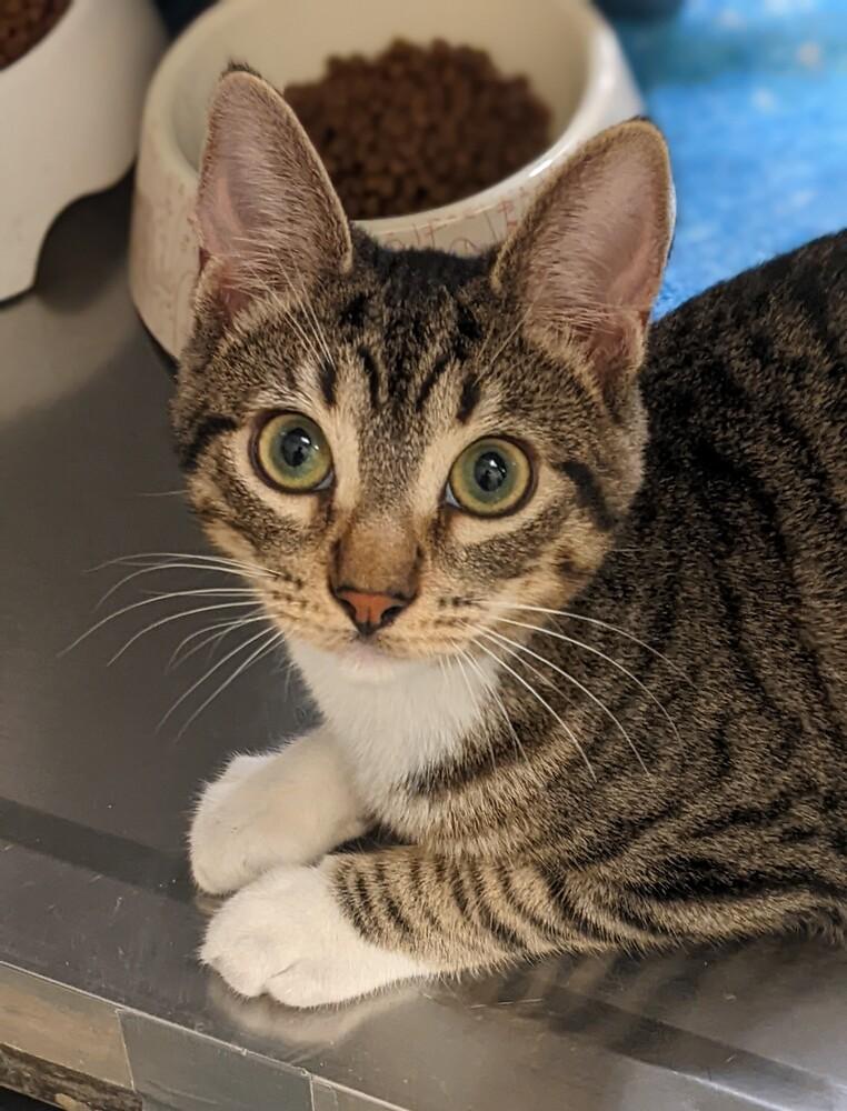 Enlarge Smith, a Adoptable Domestic Short Hair in Anoka, MN image 2/2