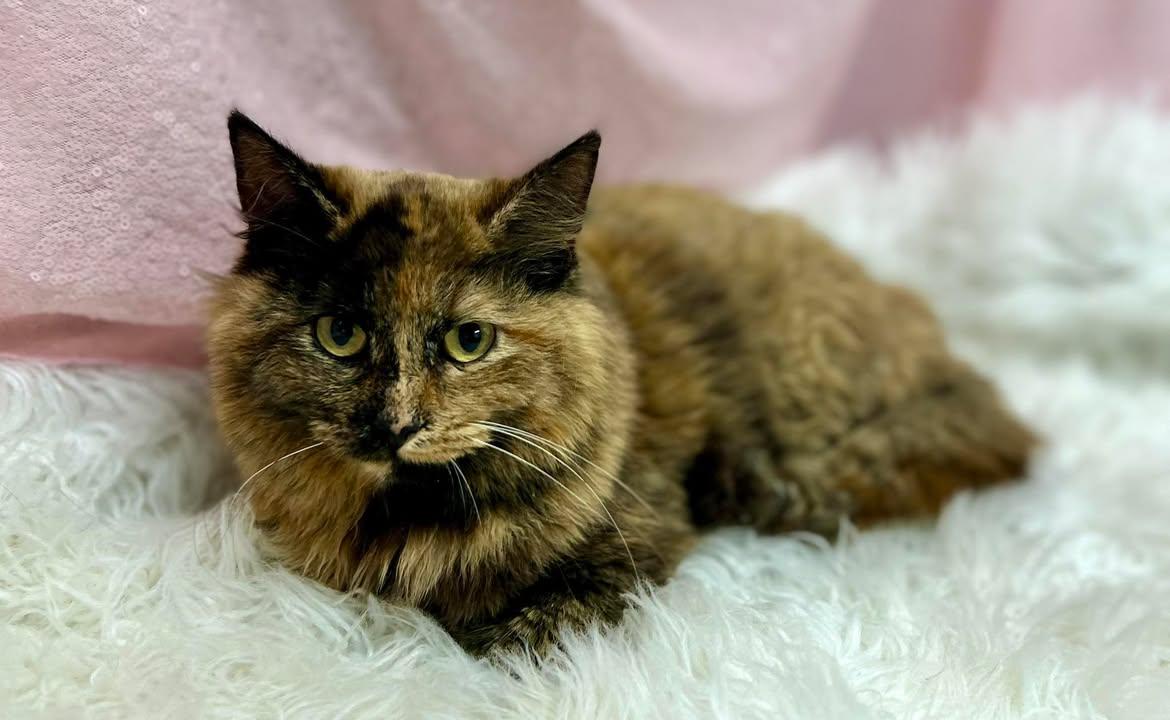 Ragu, Adopted, Adult Female Domestic Medium Hair.