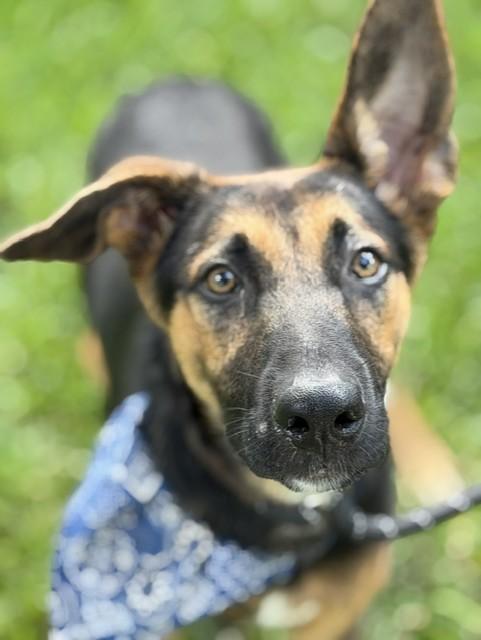 Barnaby, Adoptable, Puppy Male German Shepherd Dog.