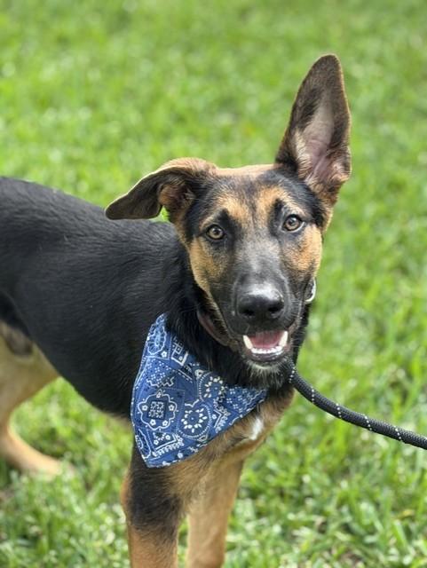 Enlarge Barnaby, a Adoptable mixed breed in Buffalo, NY image 4/5