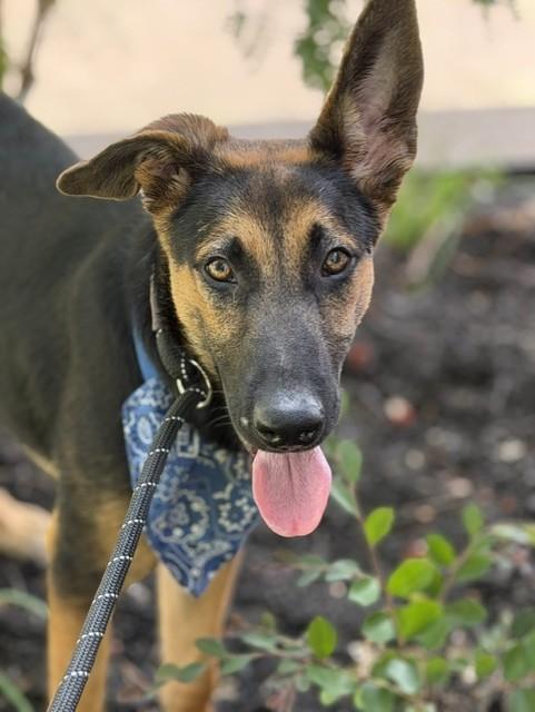Enlarge Barnaby, a Adoptable mixed breed in Buffalo, NY image 2/5