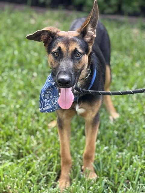 Enlarge Barnaby, a Adoptable mixed breed in Buffalo, NY image 5/5
