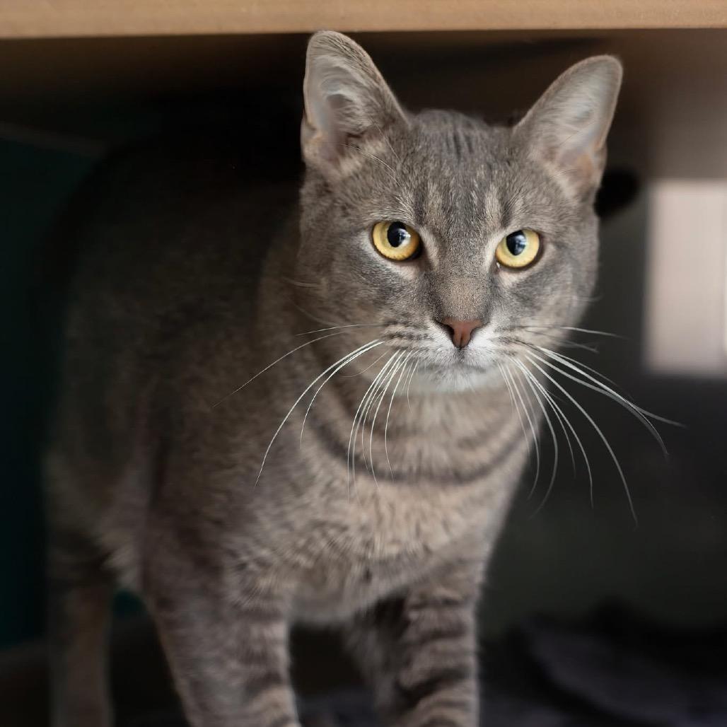 Hermes, Adoptable, Adult Male Domestic Short Hair.