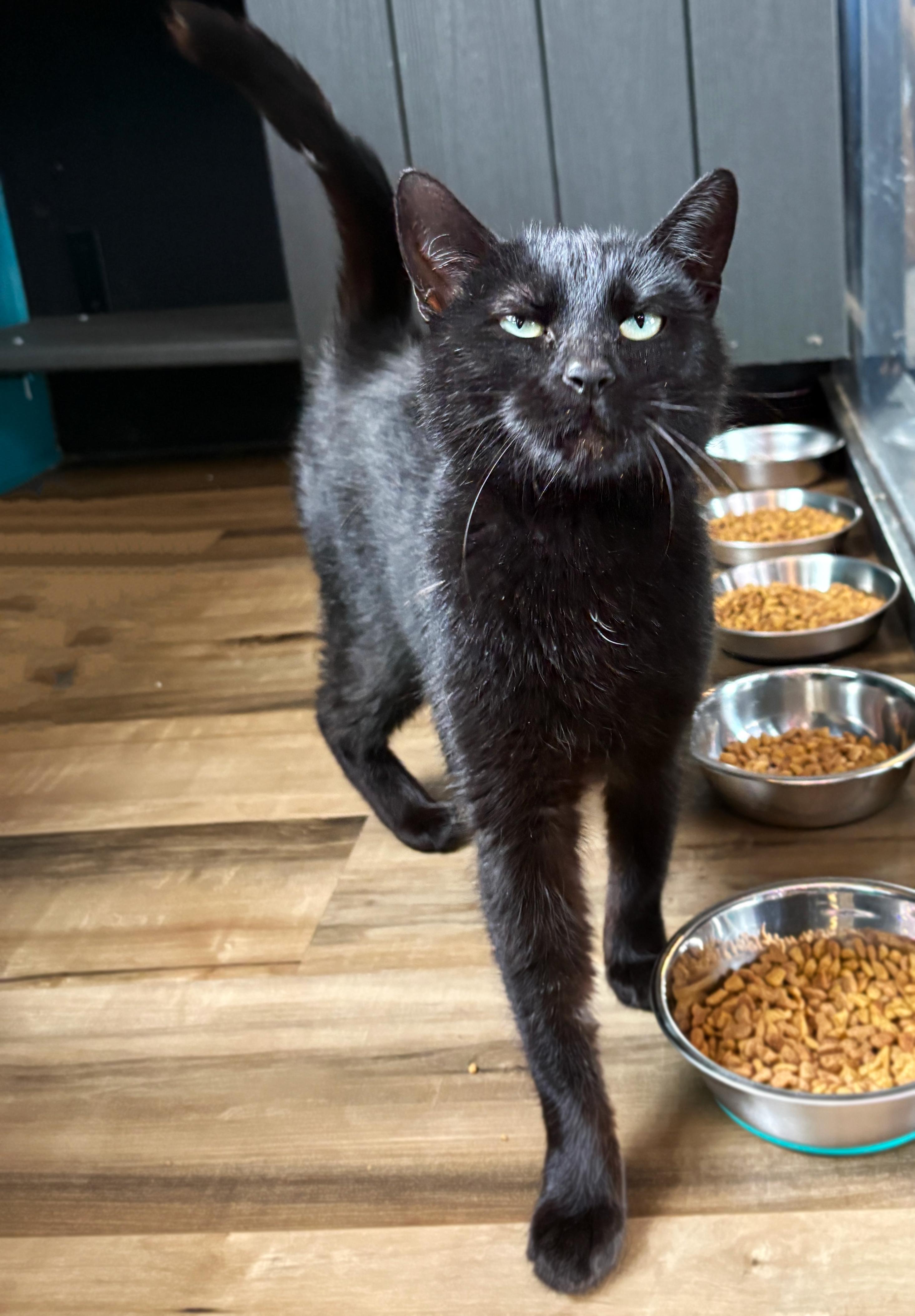 Enlarge Saoirse, a ADOPTABLE Domestic Short Hair in Asheville, NC image 1/1