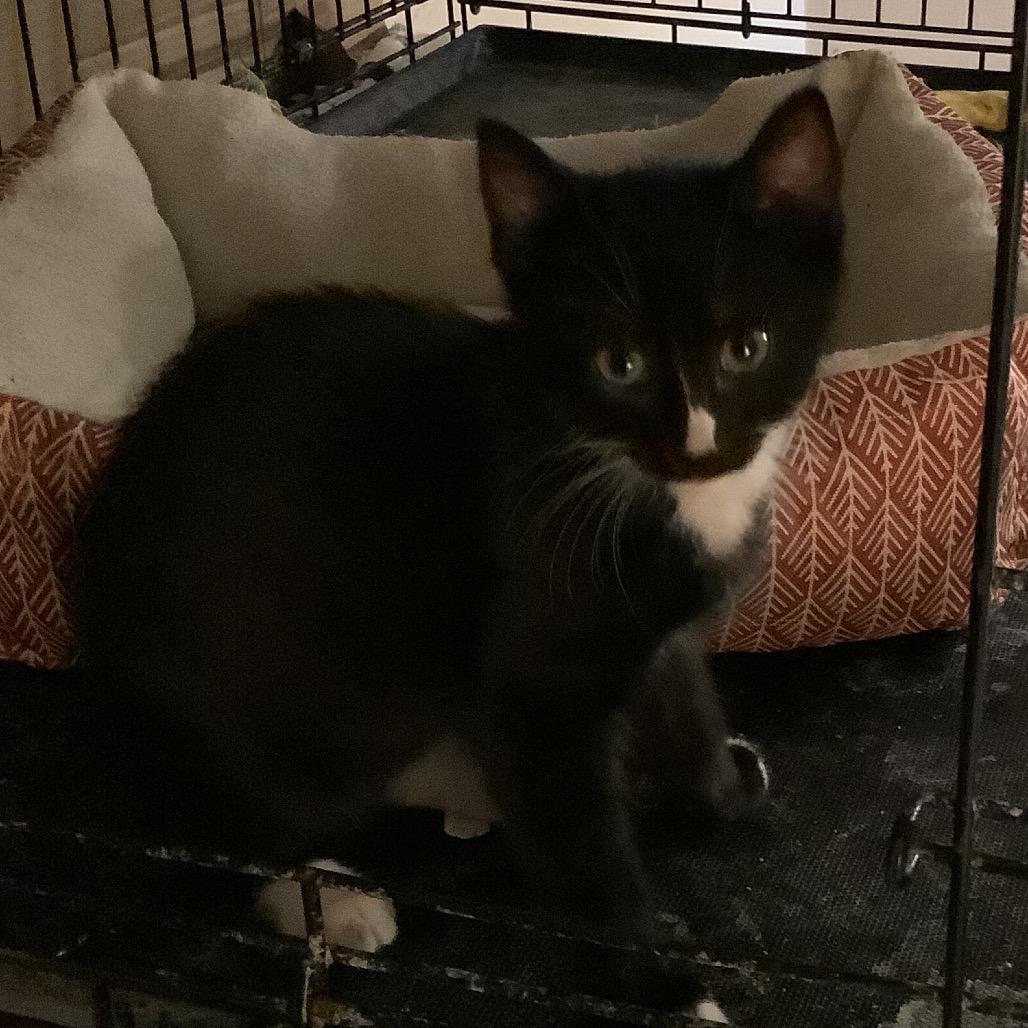 Corn Nut, Adoptable, Kitten Male Domestic Short Hair.