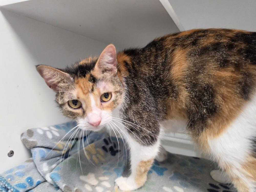 Enlarge Mileena, a Adoptable Domestic Short Hair in Bossier City, LA image 1/1