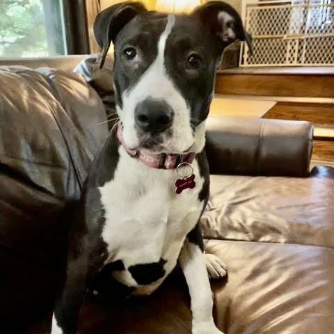 Enlarge Junie, a Adoptable Pit Bull Terrier in Crystal, MN image 1/5