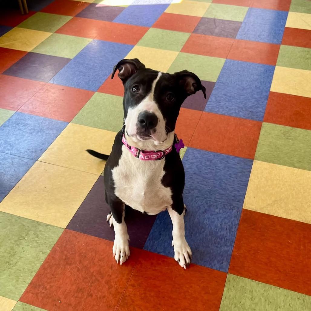 Enlarge Junie, a Adoptable Pit Bull Terrier in Crystal, MN image 2/5