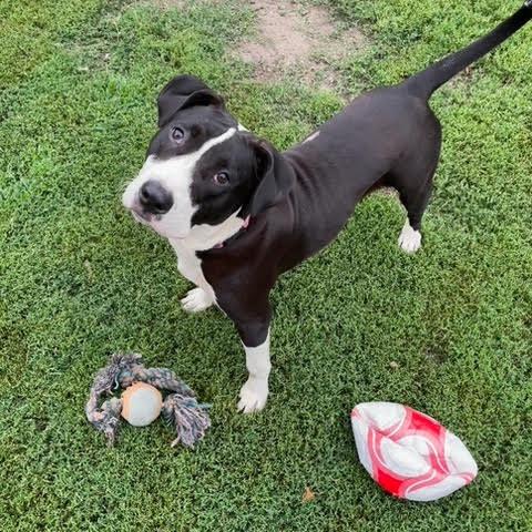Enlarge Junie, a Adoptable Pit Bull Terrier in Crystal, MN image 3/5