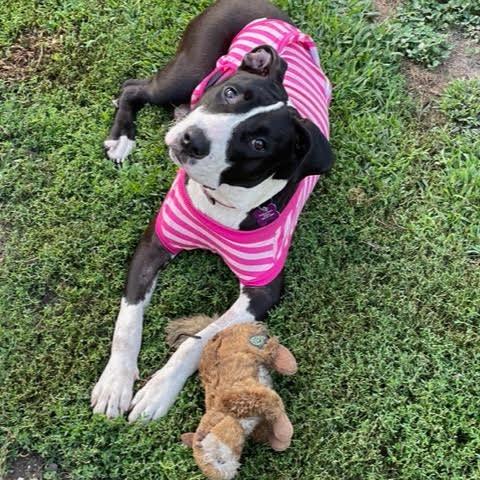 Enlarge Junie, a Adoptable Pit Bull Terrier in Crystal, MN image 4/5