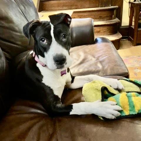 Enlarge Junie, a Adoptable Pit Bull Terrier in Crystal, MN image 5/5