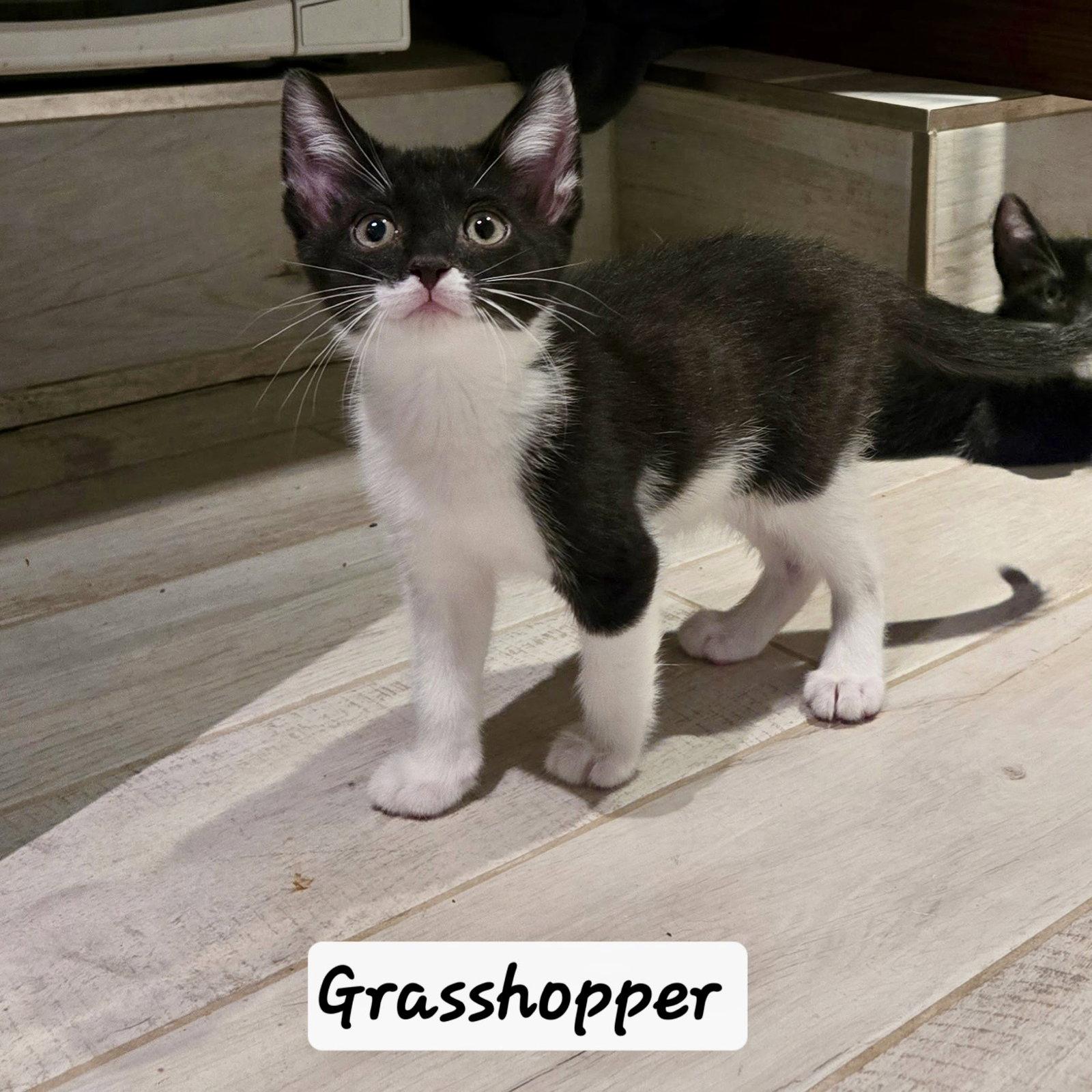 Enlarge Grasshopper, a Adoptable Domestic Short Hair in Flushing, NY image 2/2