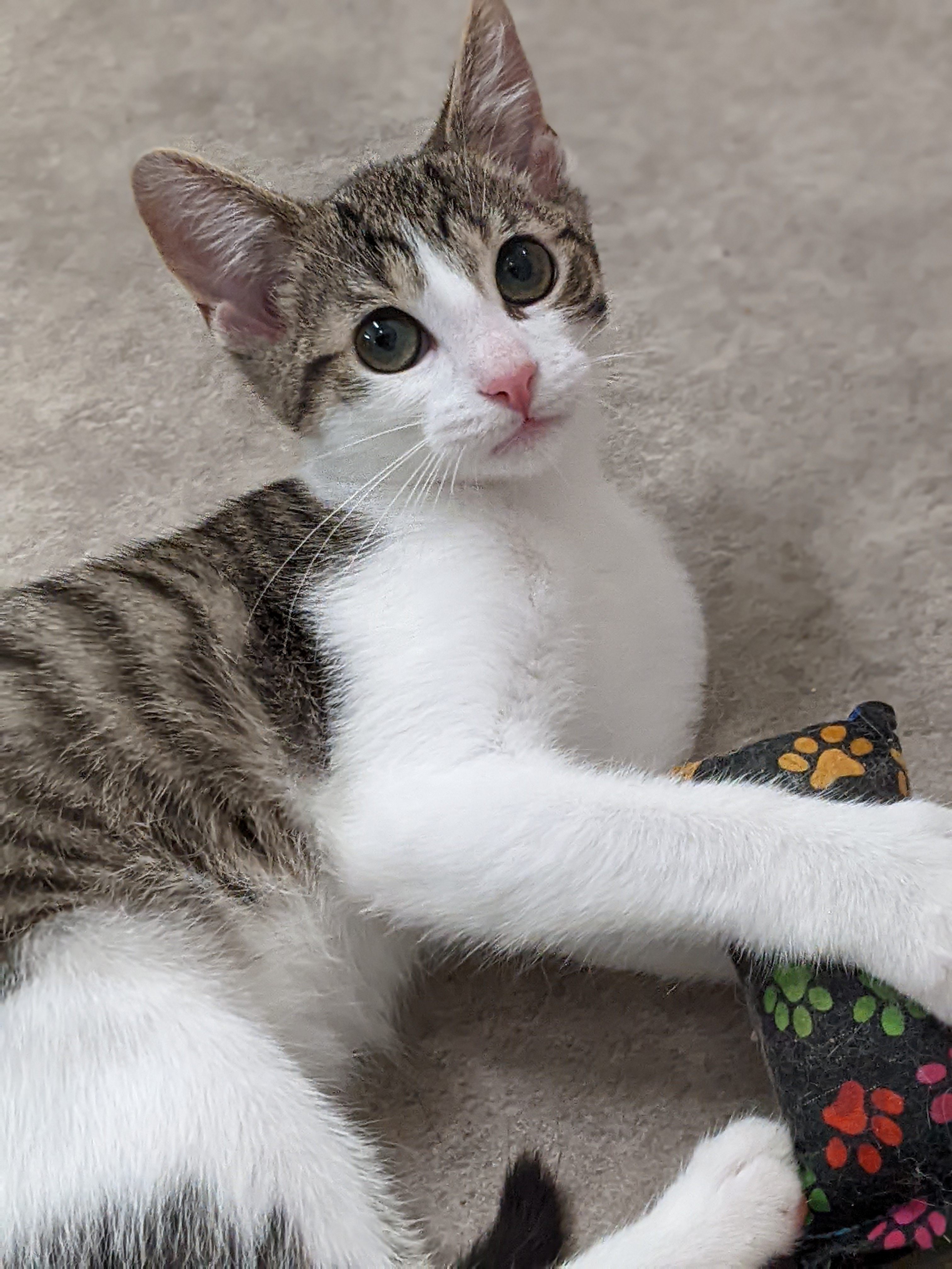 Kristie, a Adopted mixed breed in Tilton, IL image 3/6