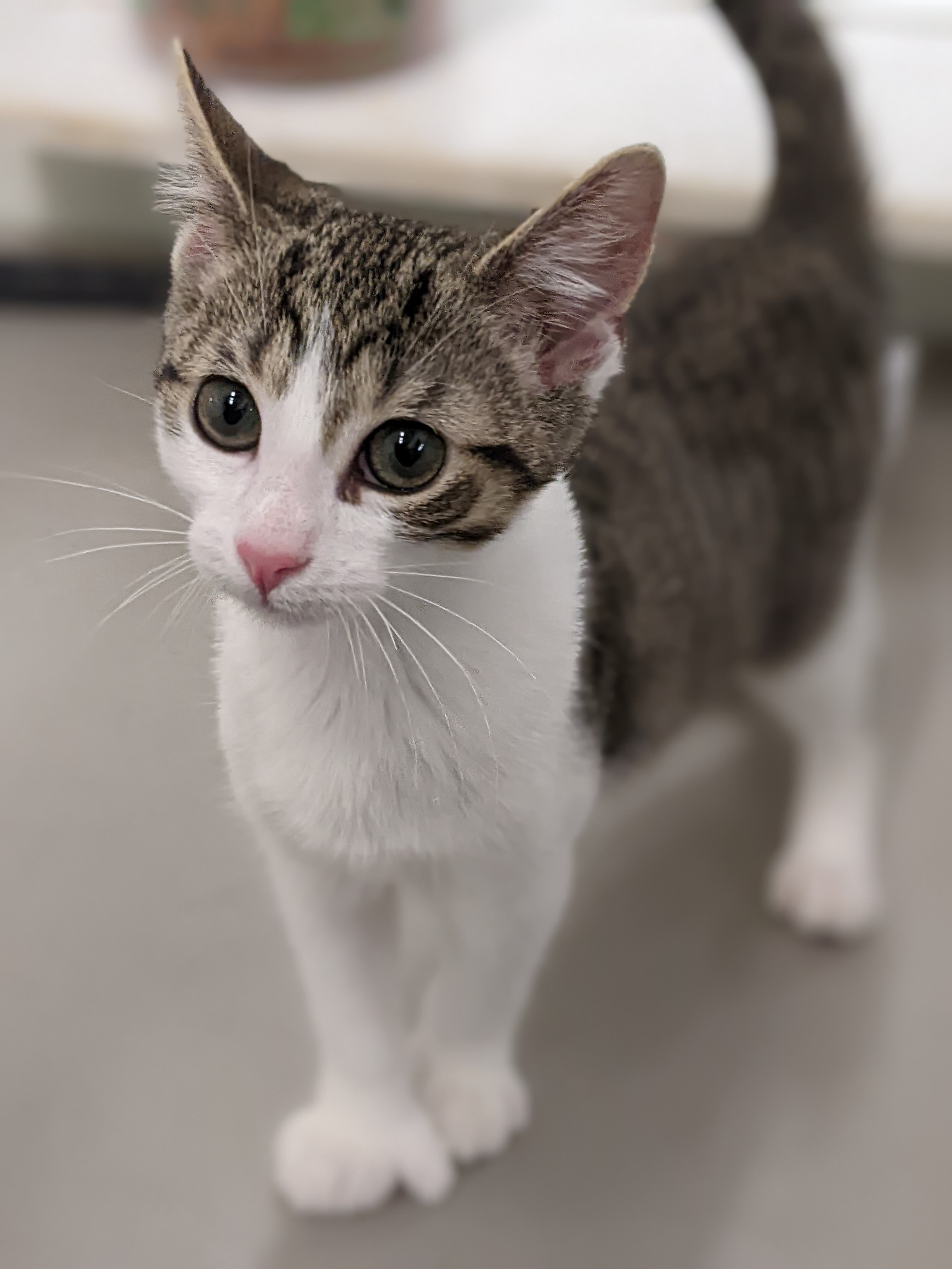 Kristie, a Adopted mixed breed in Tilton, IL image 4/6