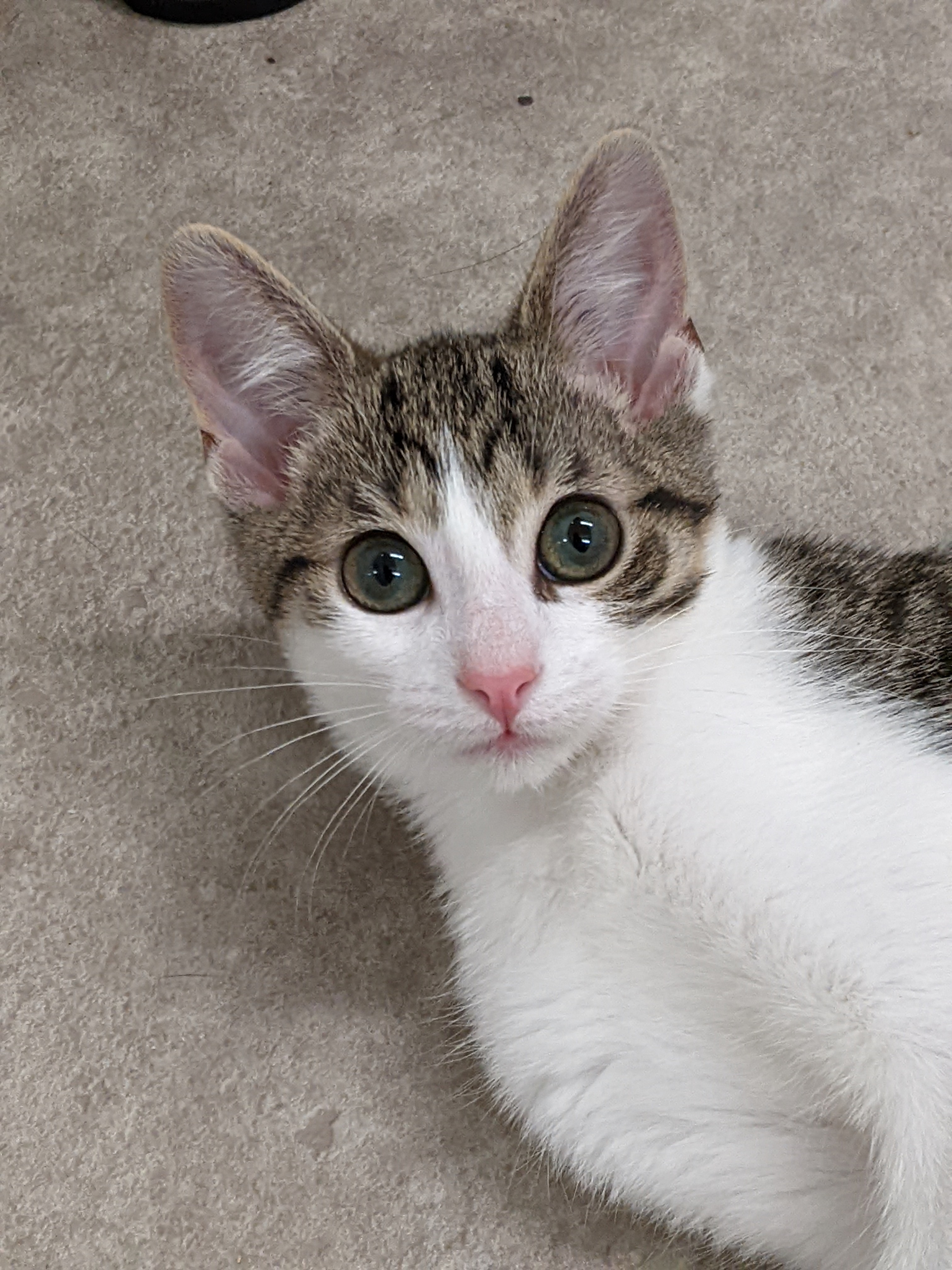 Kristie, a Adopted mixed breed in Tilton, IL image 2/6