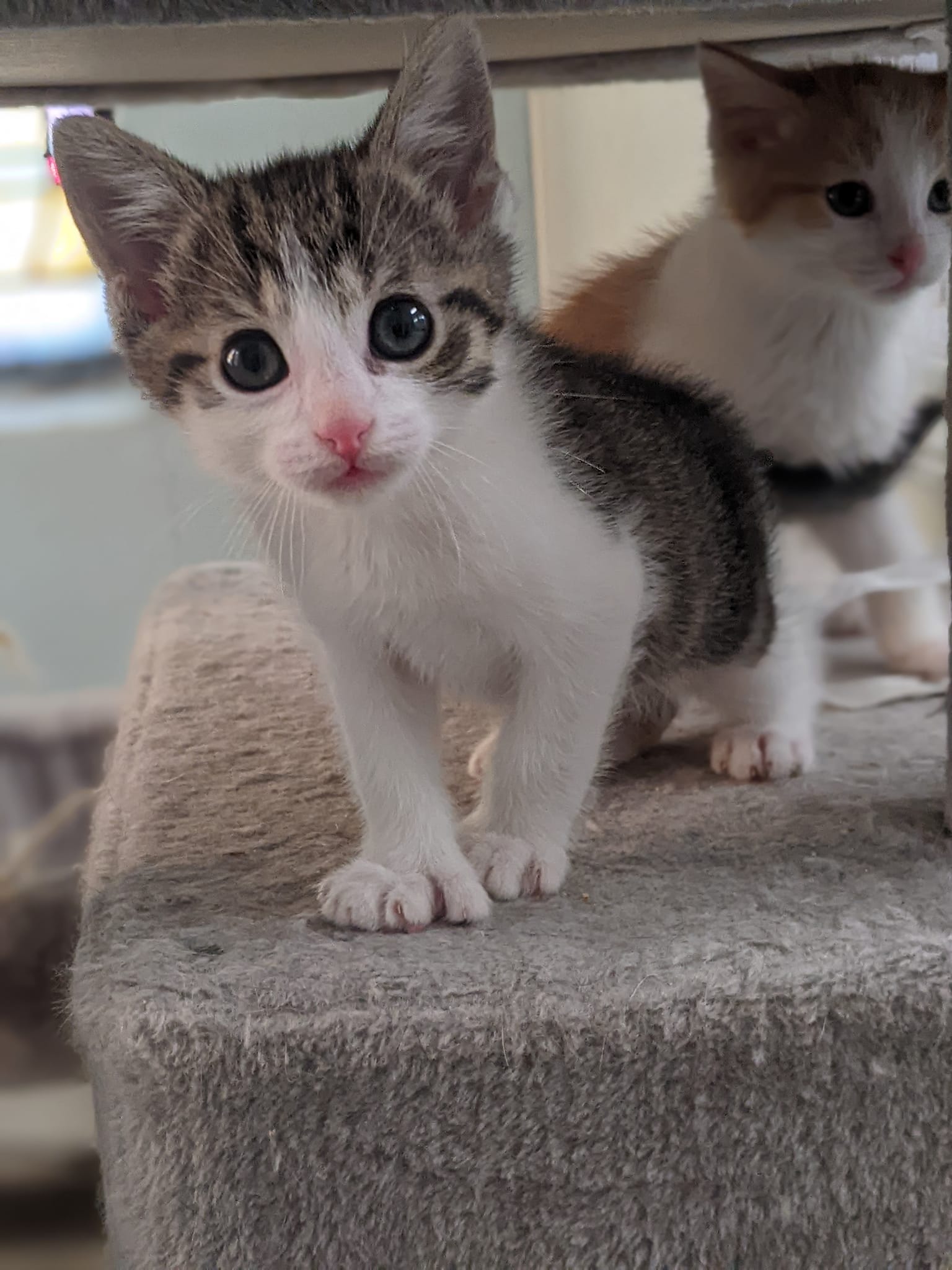 Kristie, a Adopted mixed breed in Tilton, IL image 6/6