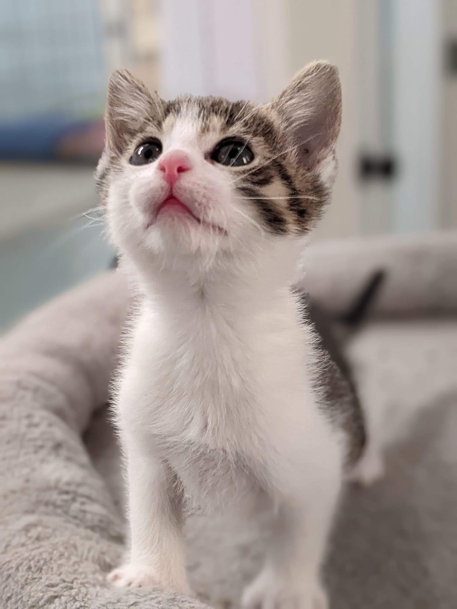 Kristie, a Adopted mixed breed in Tilton, IL image 5/6