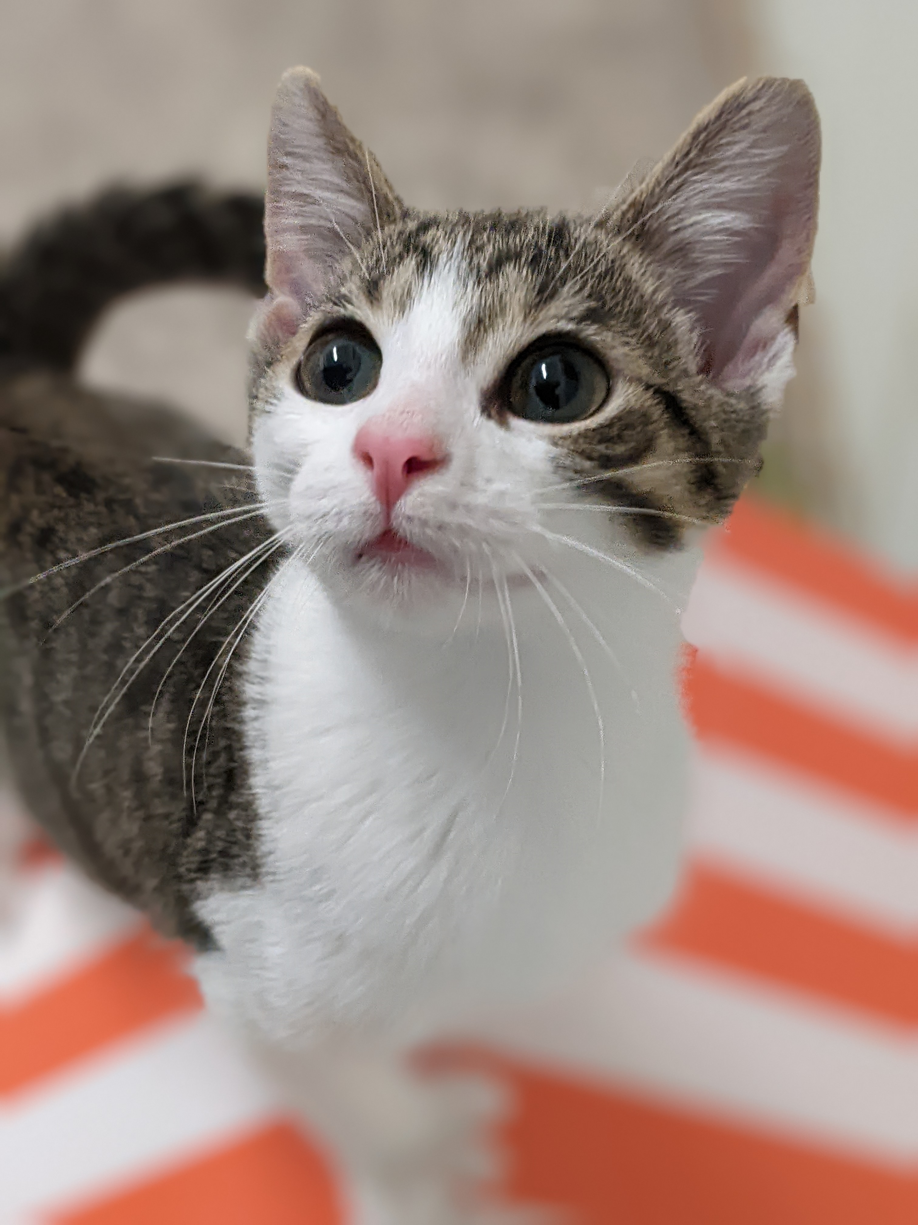 Kristie, Adopted, Kitten Female Extra-Toes Cat / Hemingway Polydactyl & Tabby.