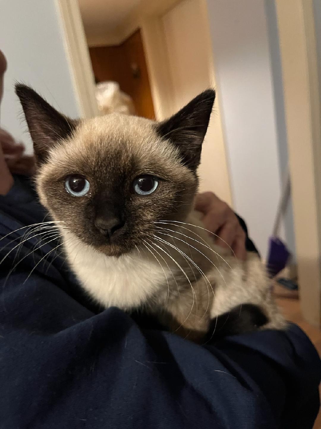 Ozzy, adopted, Young Male Siamese.