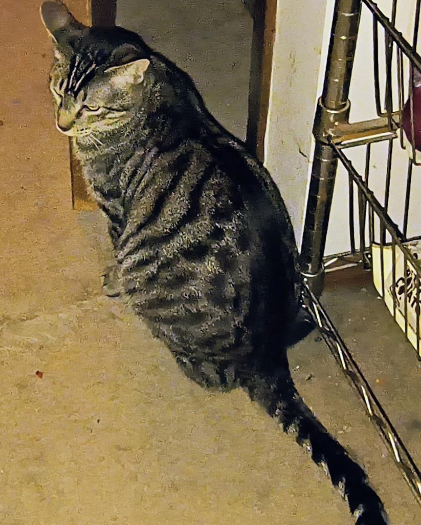 Enlarge Tigger, a Adoptable mixed breed in Owatonna, MN image 2/5