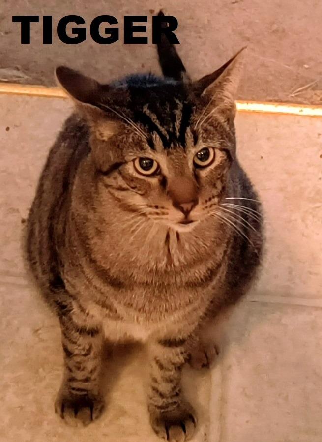 Enlarge Tigger, a Adoptable mixed breed in Owatonna, MN image 1/4