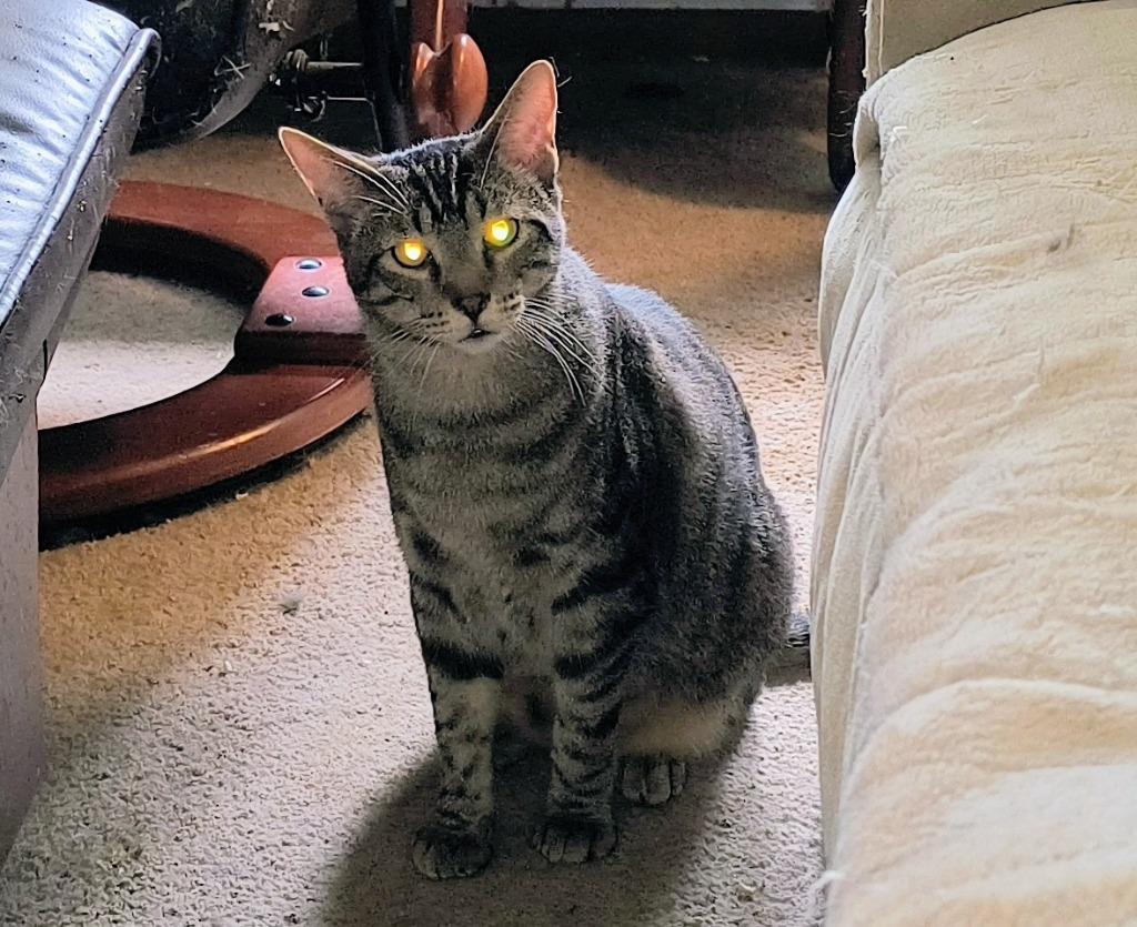 Enlarge Tigger, a Adoptable mixed breed in Owatonna, MN image 4/5