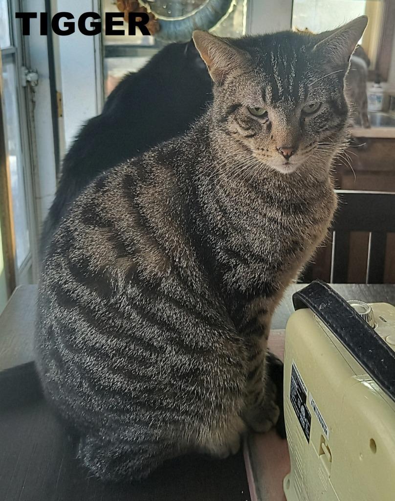 Enlarge Tigger, a Adoptable mixed breed in Owatonna, MN image 5/5