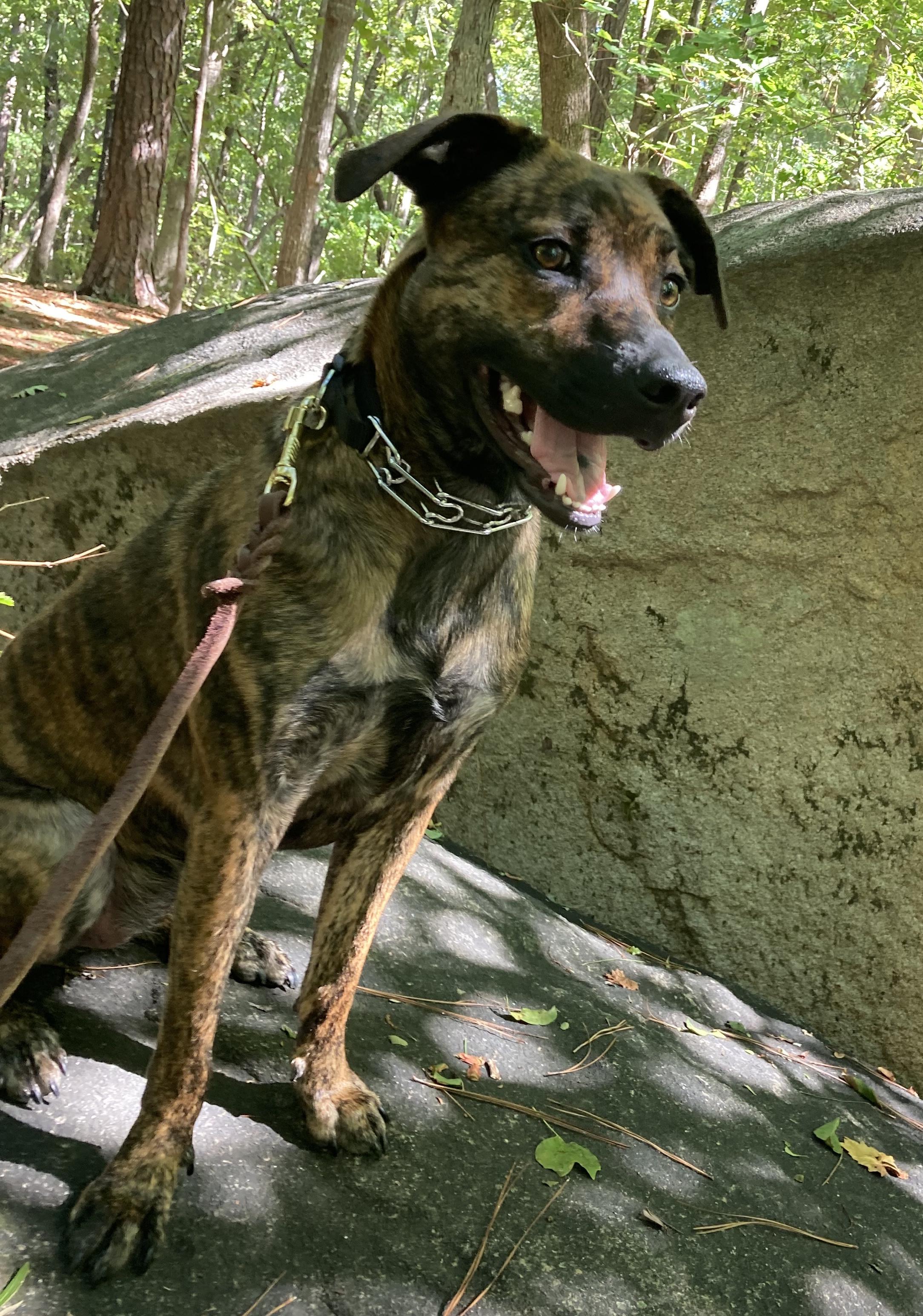 Enlarge Josie, a Adoptable mixed breed in Smithfield, NC image 4/6