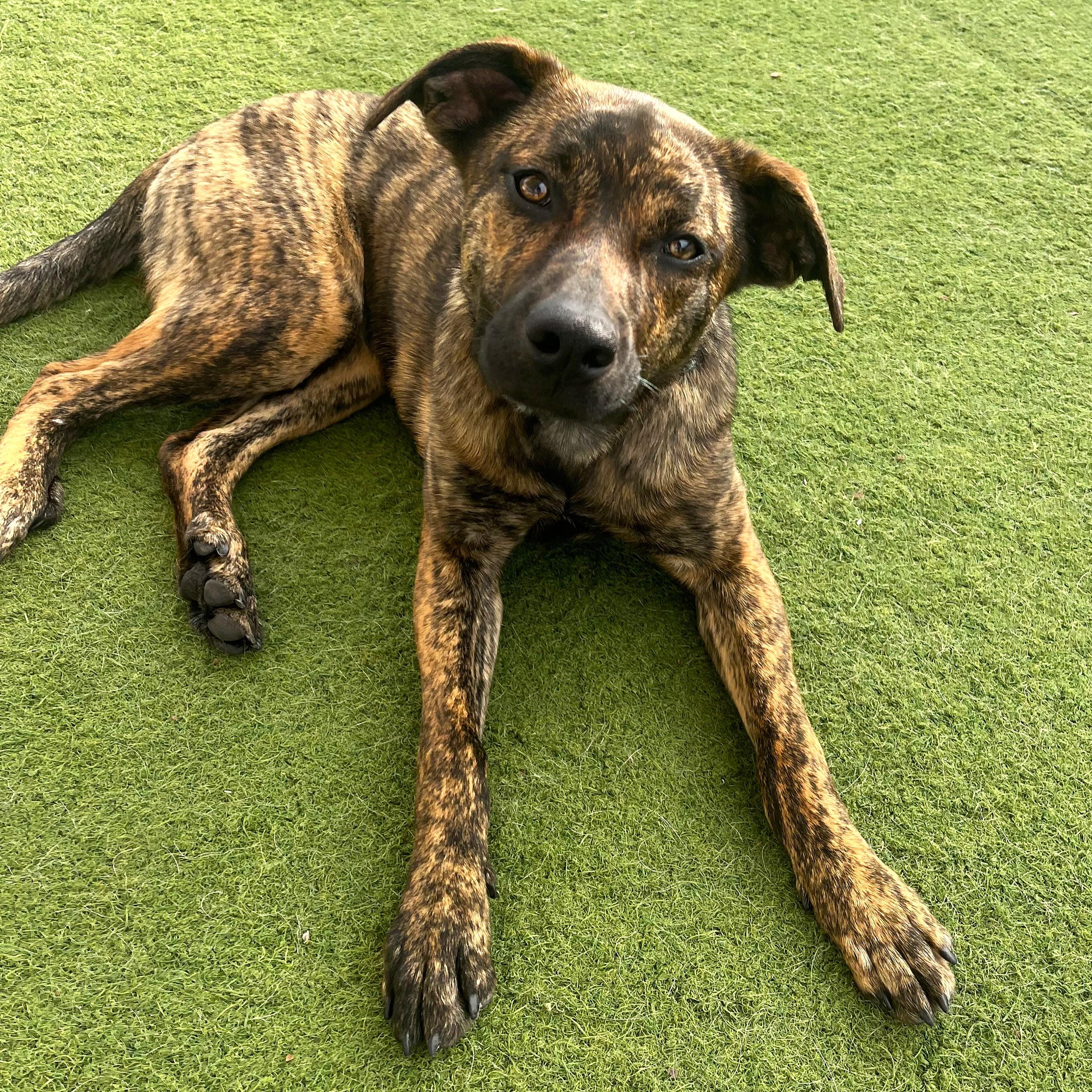 Enlarge JoJo, a ADOPTABLE mixed breed in Smithfield, NC image 4/6