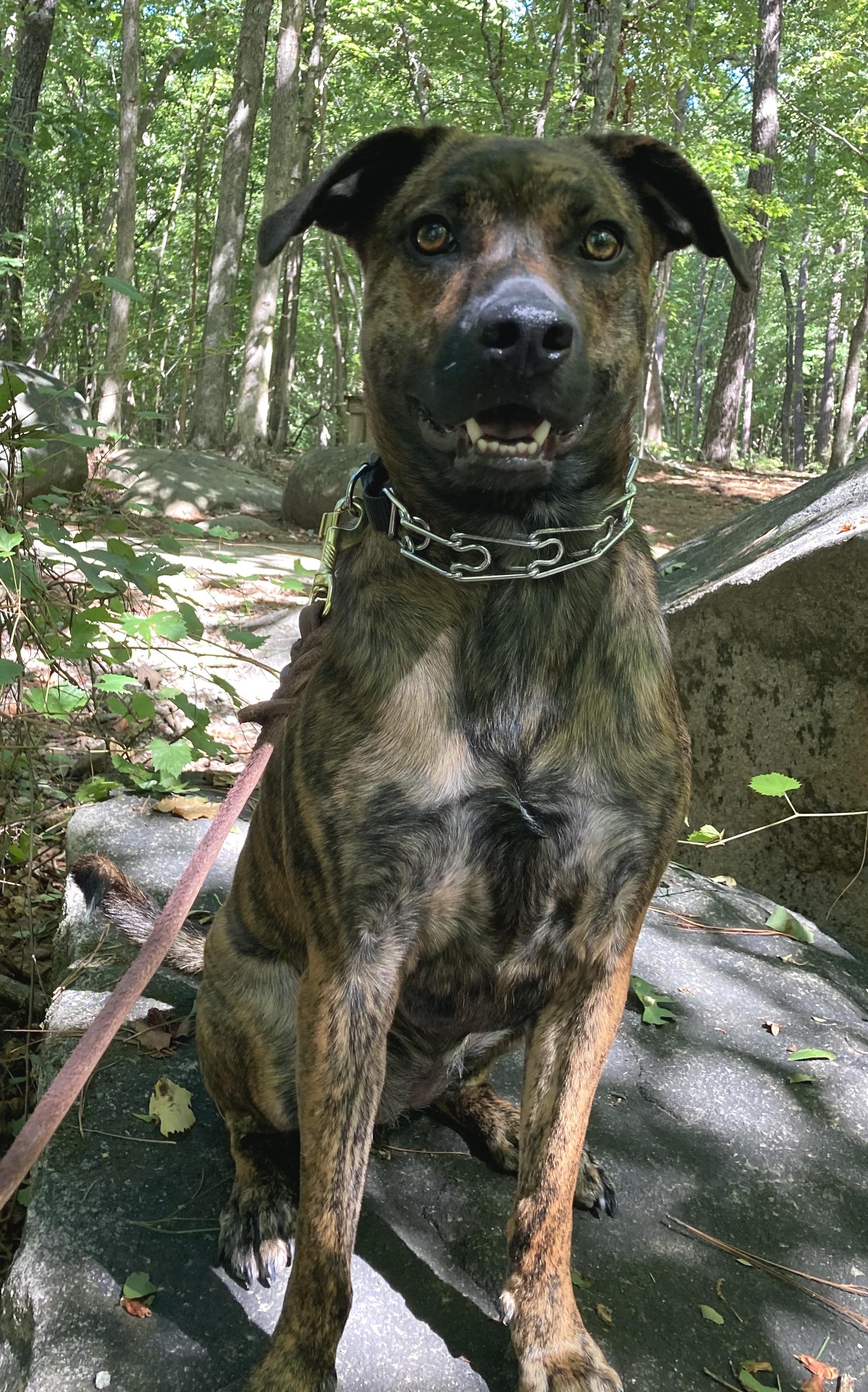 Enlarge Josie, a Adoptable mixed breed in Smithfield, NC image 6/6