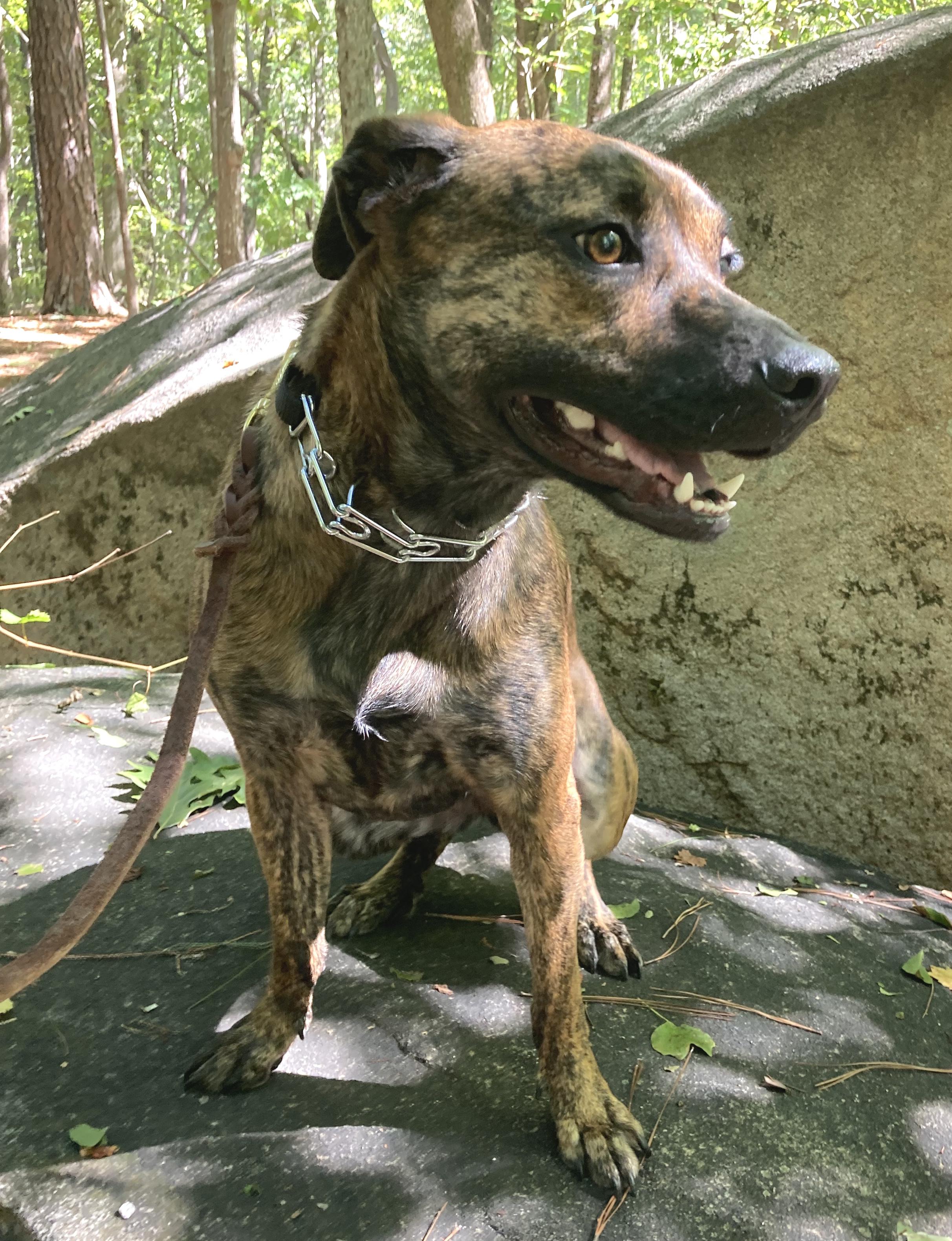 Josie, Adoptable, Young Female Plott Hound.