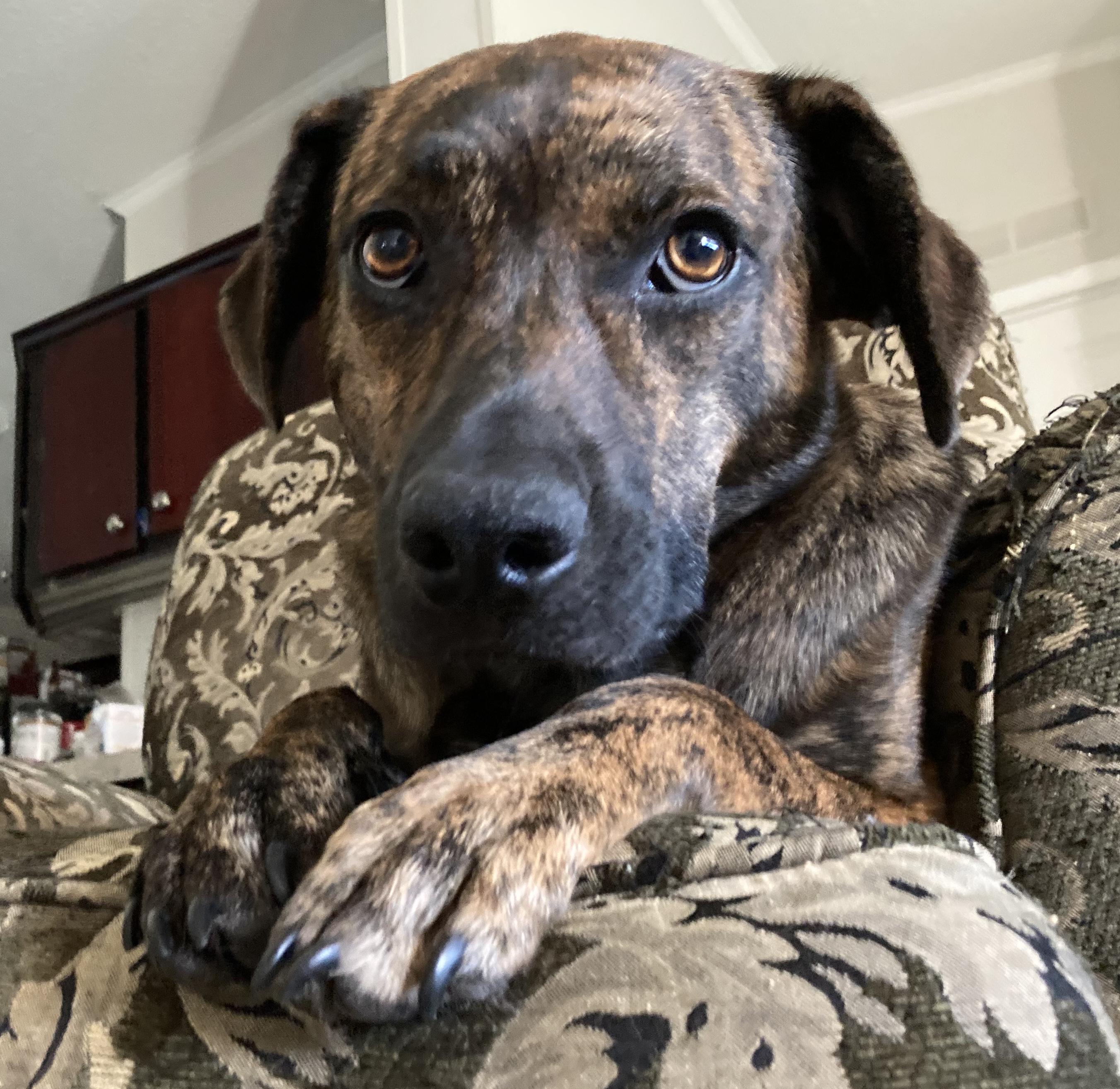Enlarge Josie, a Adoptable mixed breed in Smithfield, NC image 2/6