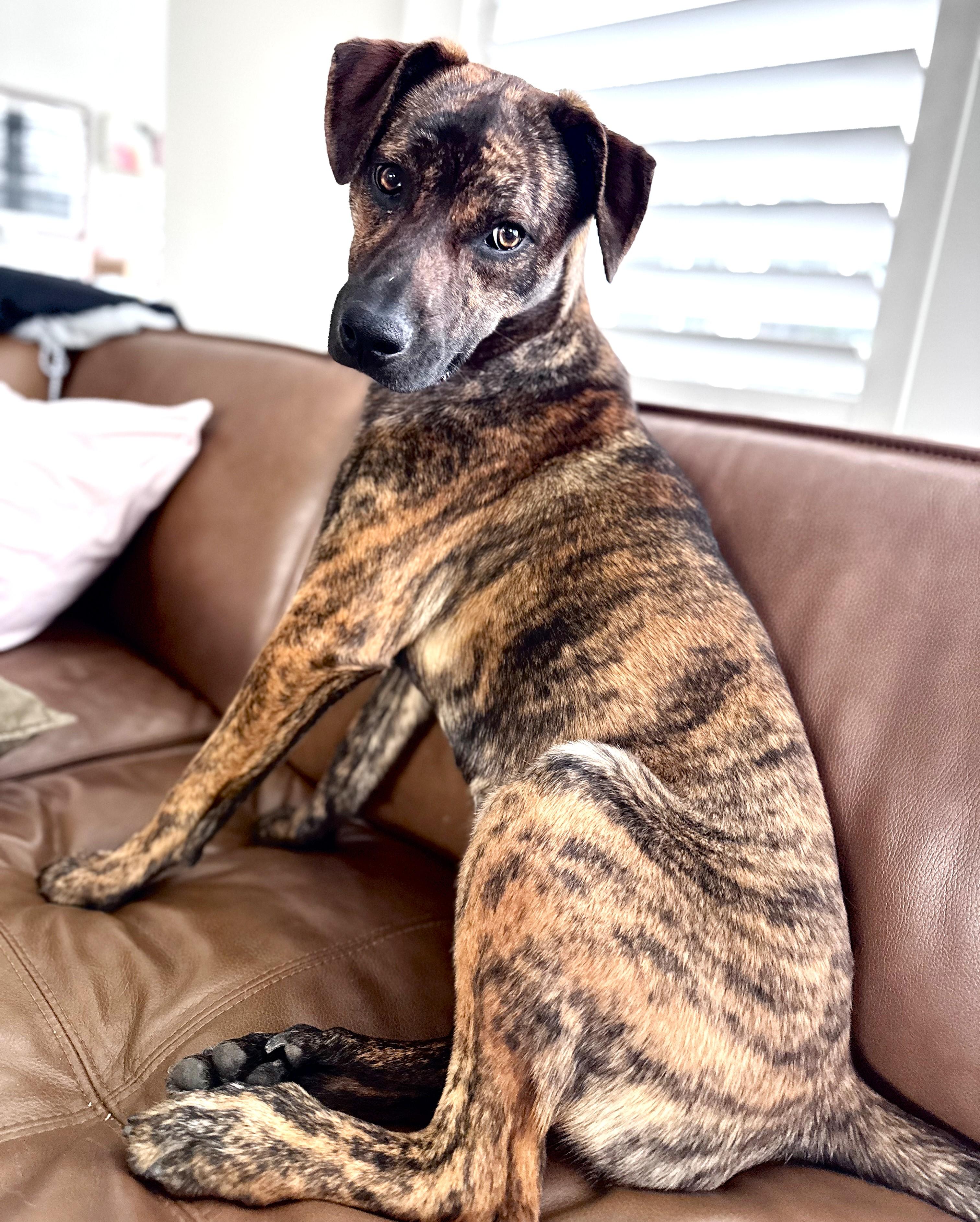 Enlarge JoJo, a ADOPTABLE mixed breed in Smithfield, NC image 2/6