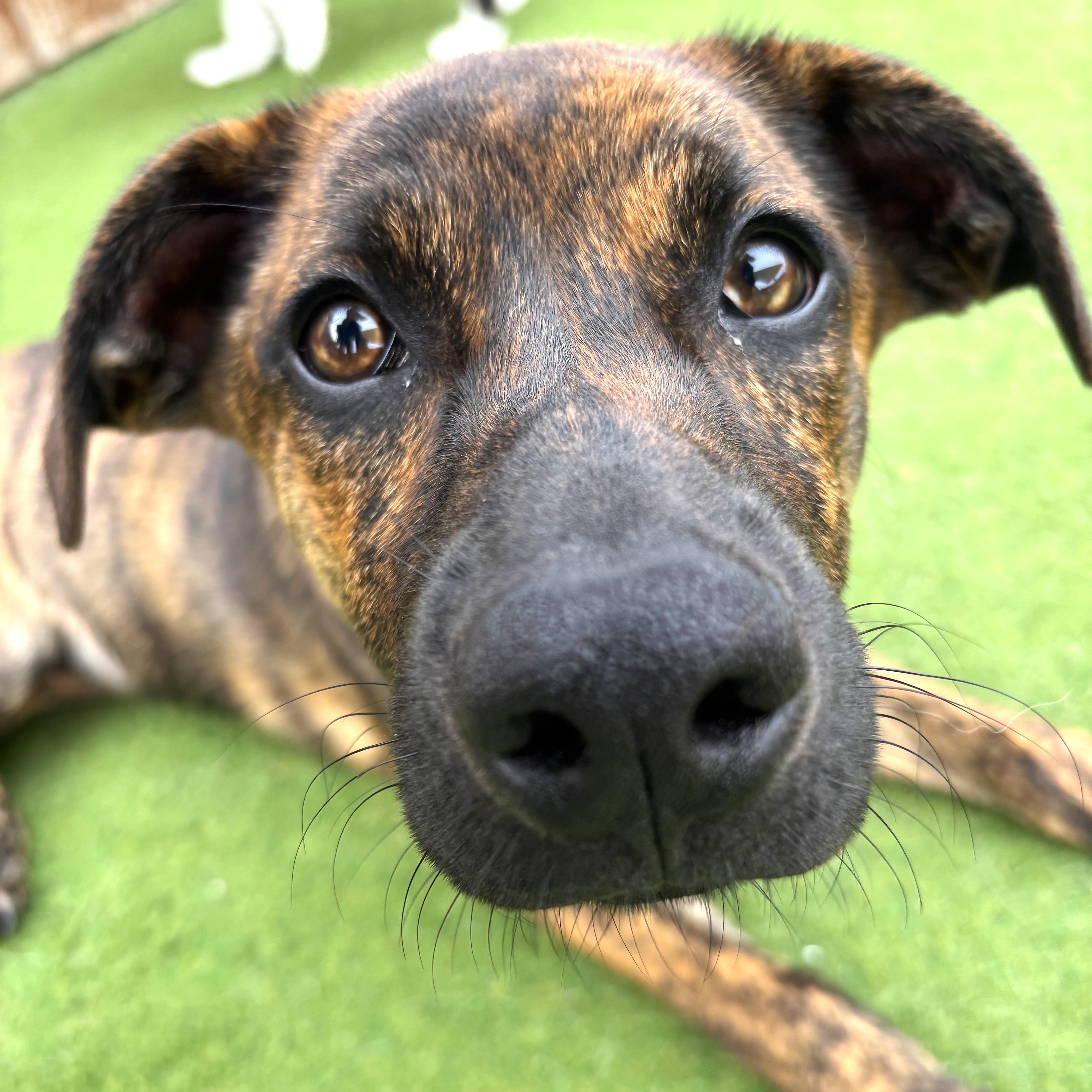 Enlarge JoJo, a ADOPTABLE mixed breed in Smithfield, NC image 3/6