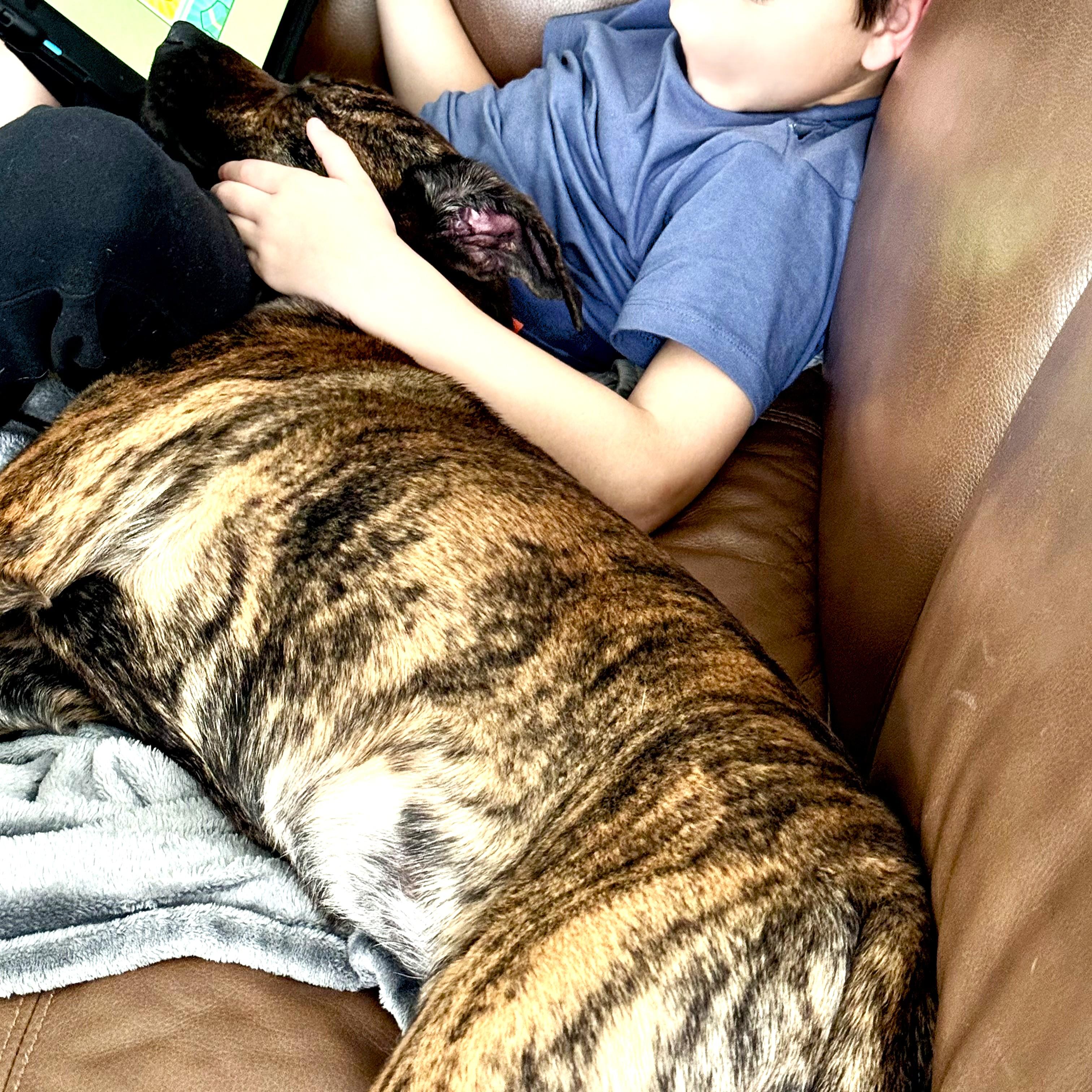 Enlarge JoJo, a ADOPTABLE mixed breed in Smithfield, NC image 5/6